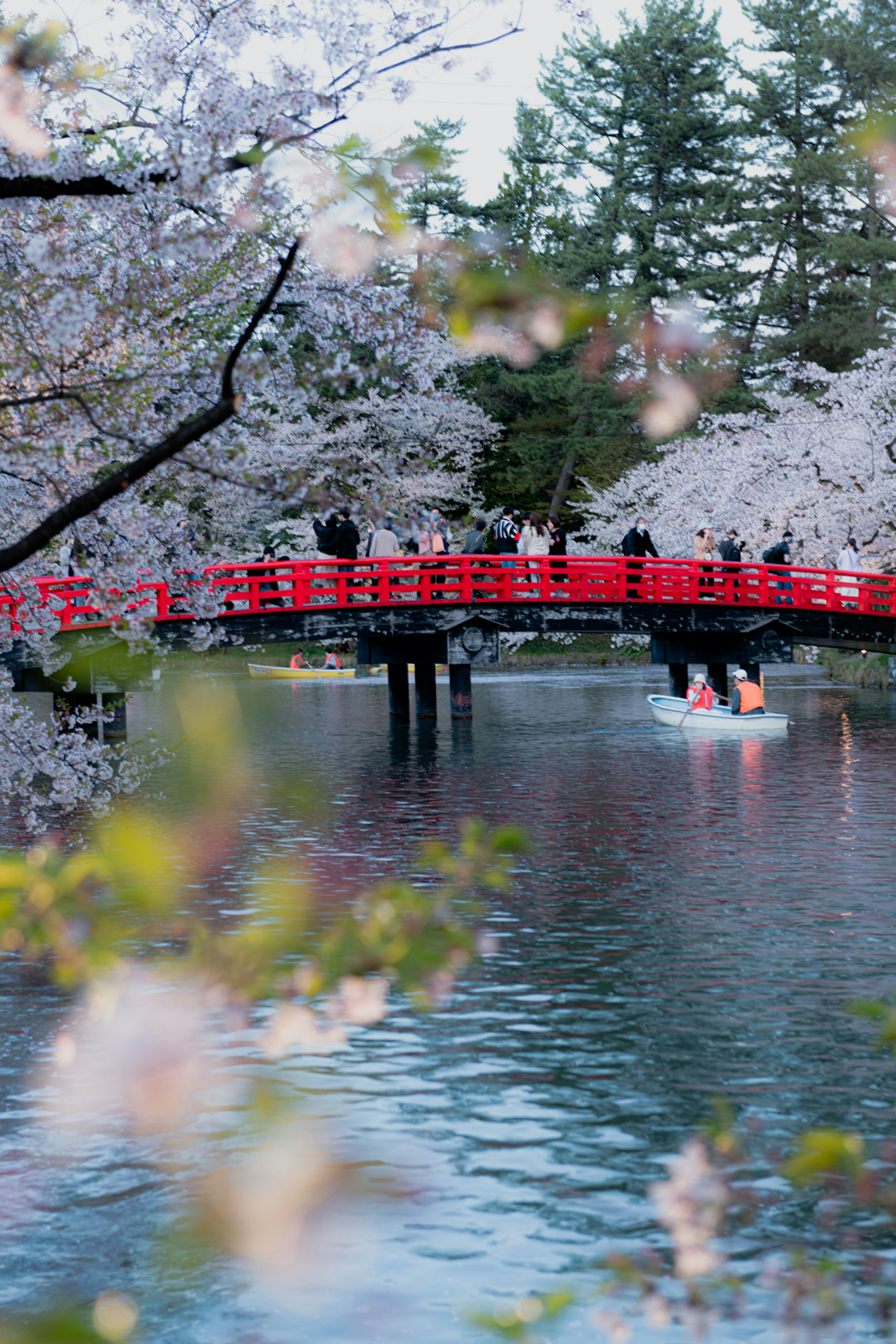 桜の花が咲く中にある赤い橋と静かな水面