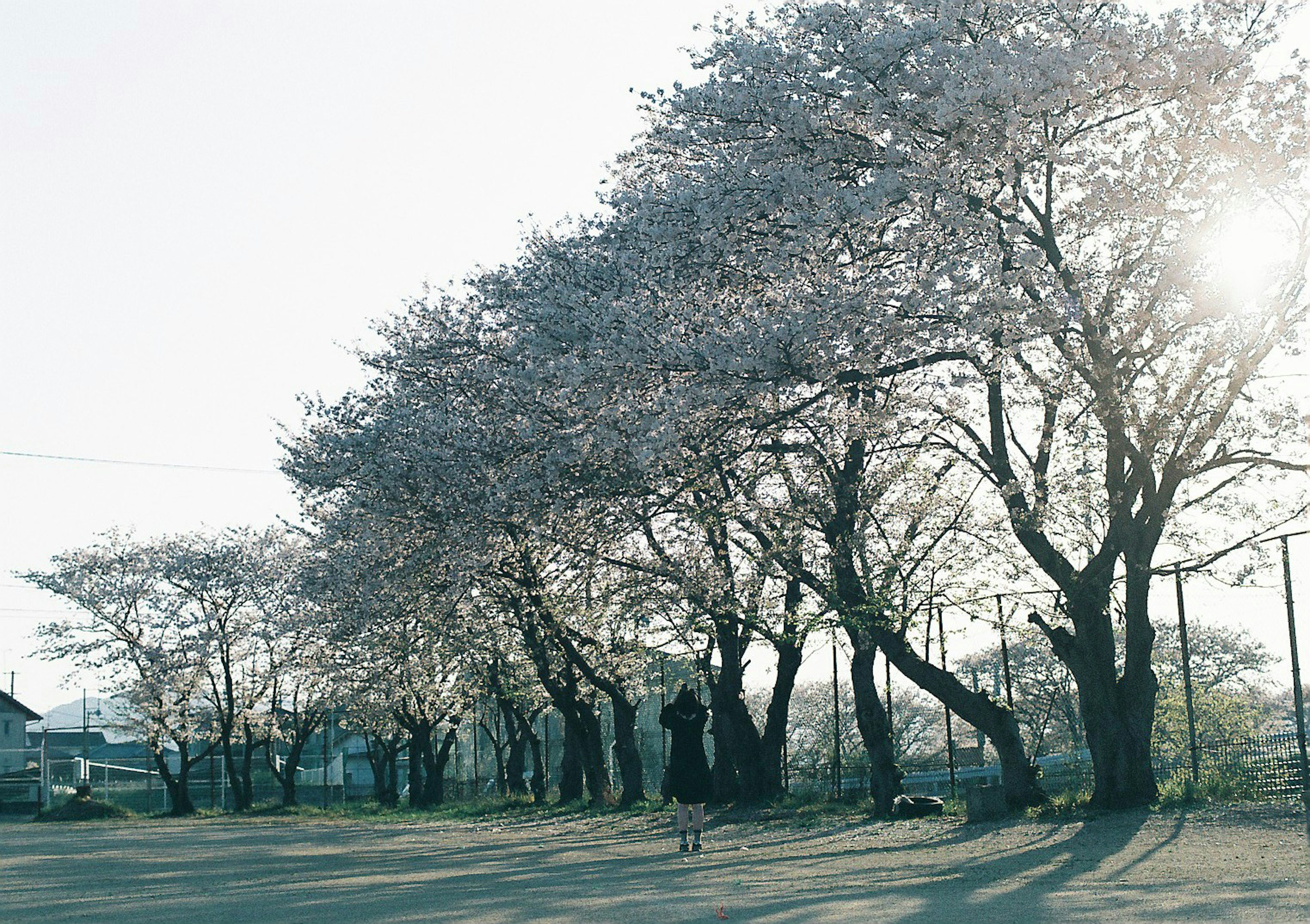 Alberi di ciliegio in fiore che costeggiano un paesaggio sereno con persone che godono della luce del sole