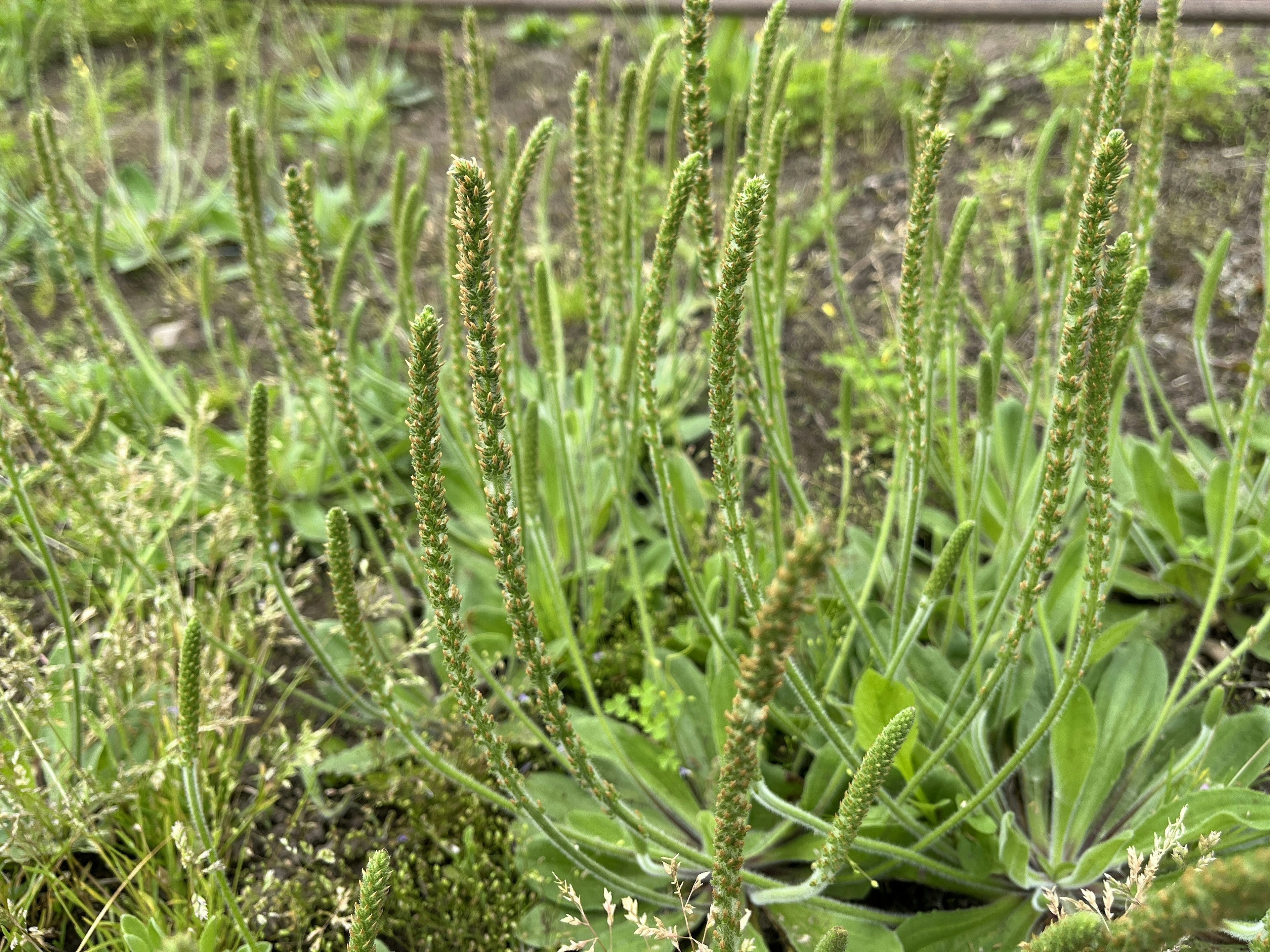 緑色の植物が生い茂る庭の中で、細長い花穂を持つ植物が目立つ