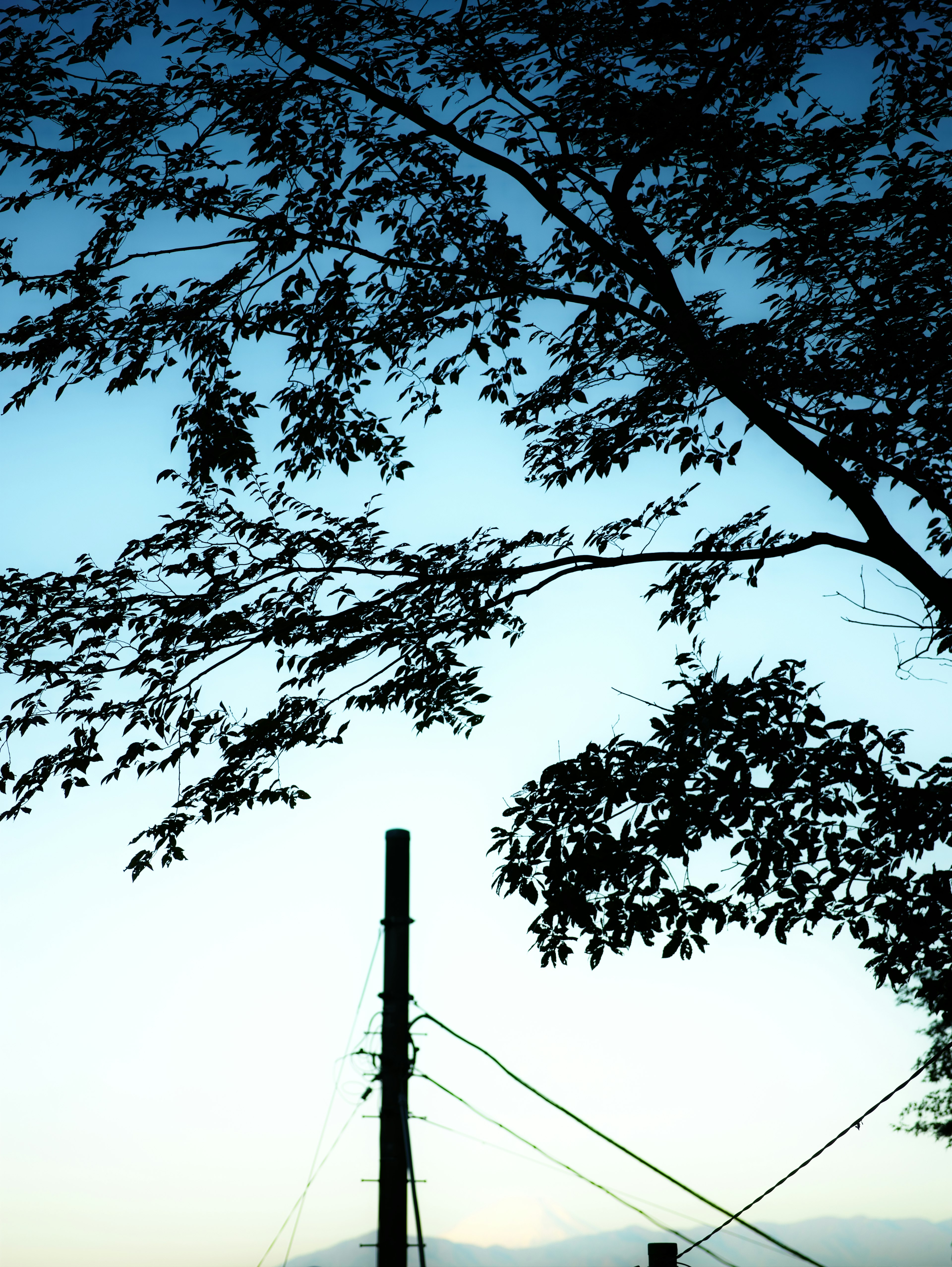 Silueta de ramas de árbol contra un cielo azul con un poste de luz