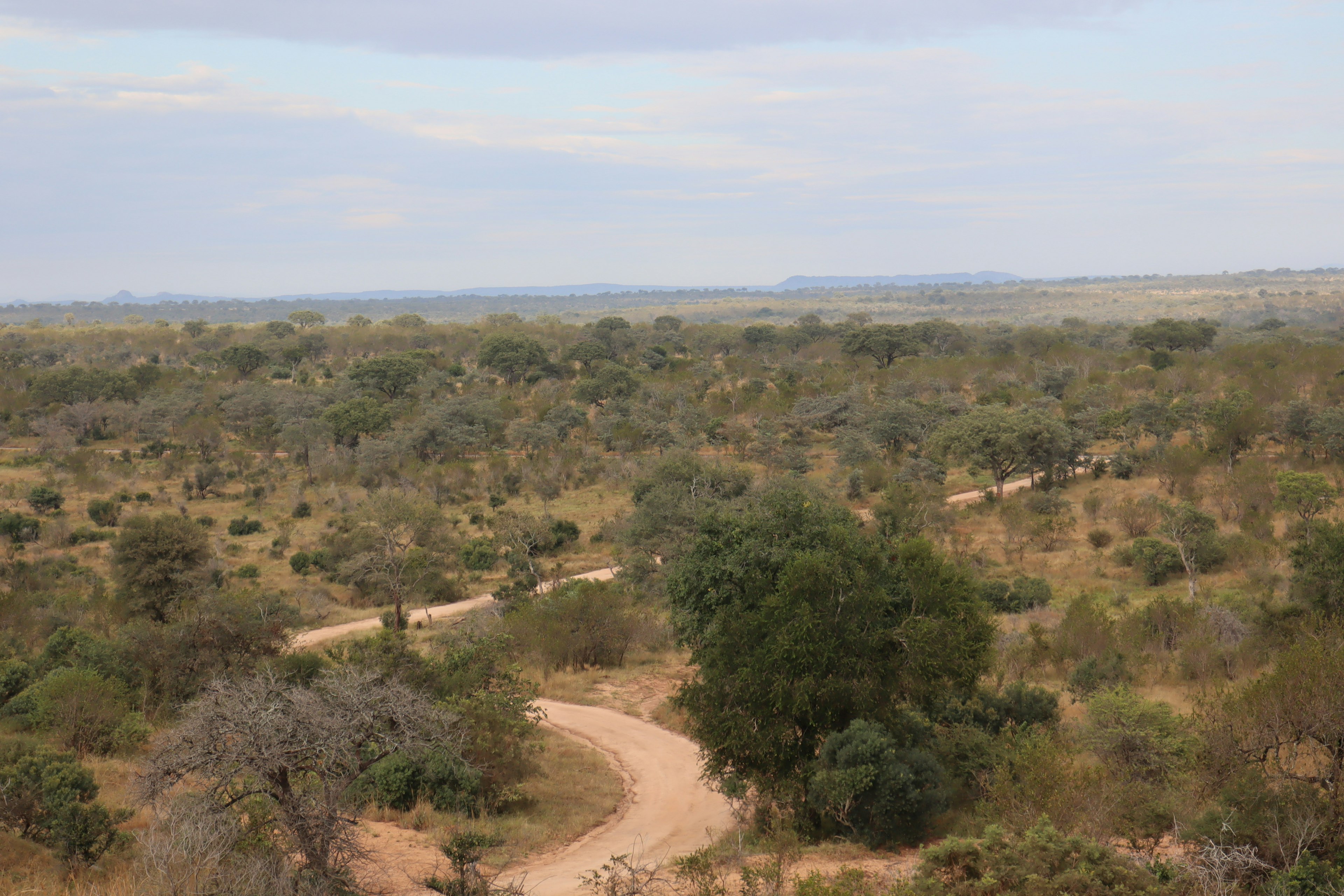 Weite Savannenlandschaft mit einem gewundenen Schotterweg