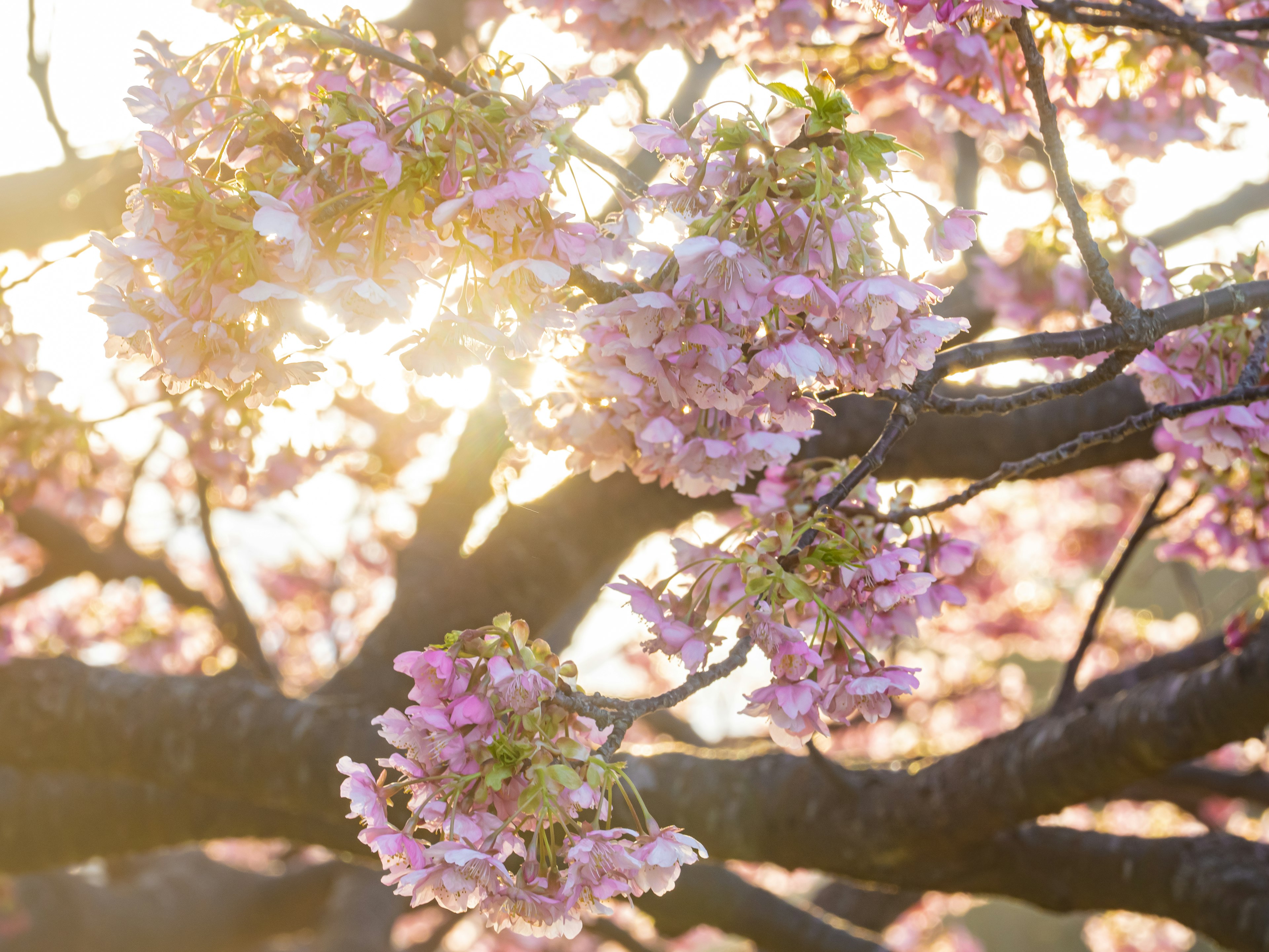 桜の花が咲いている枝に朝日が差し込む美しい風景