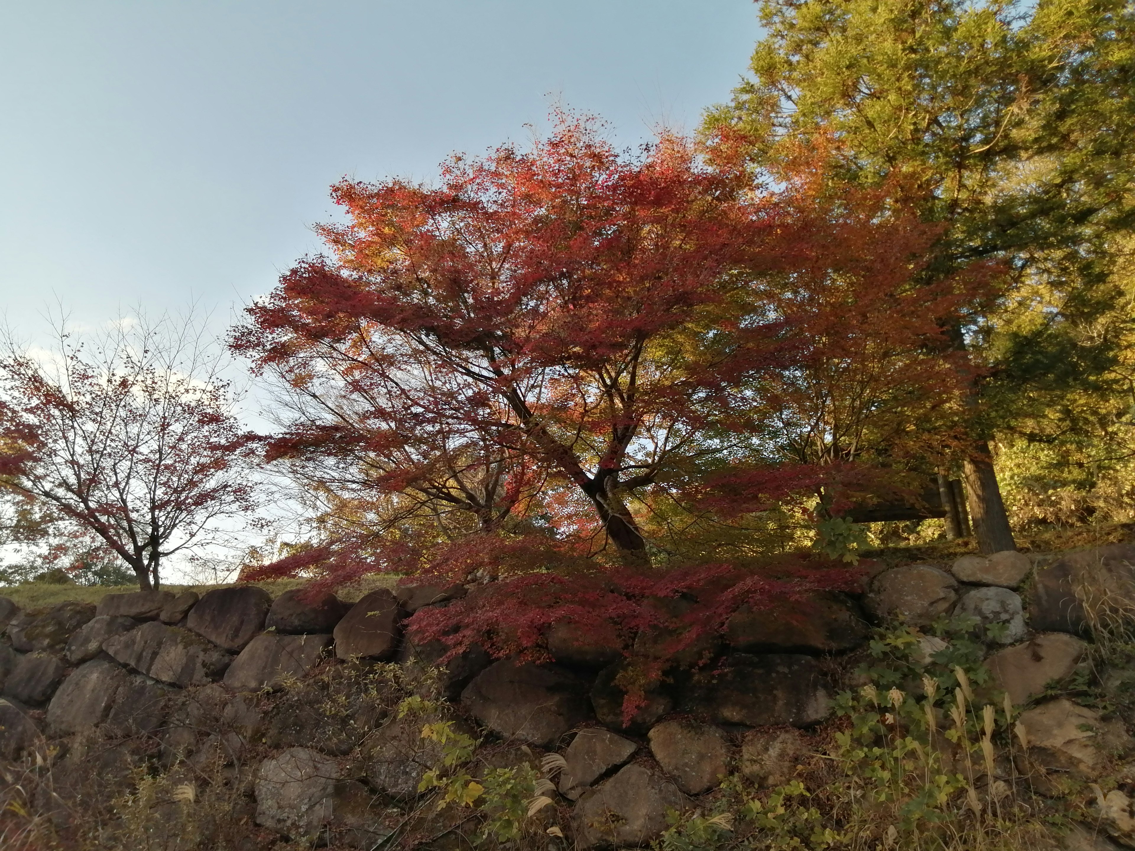 紅葉した木と石の壁がある風景