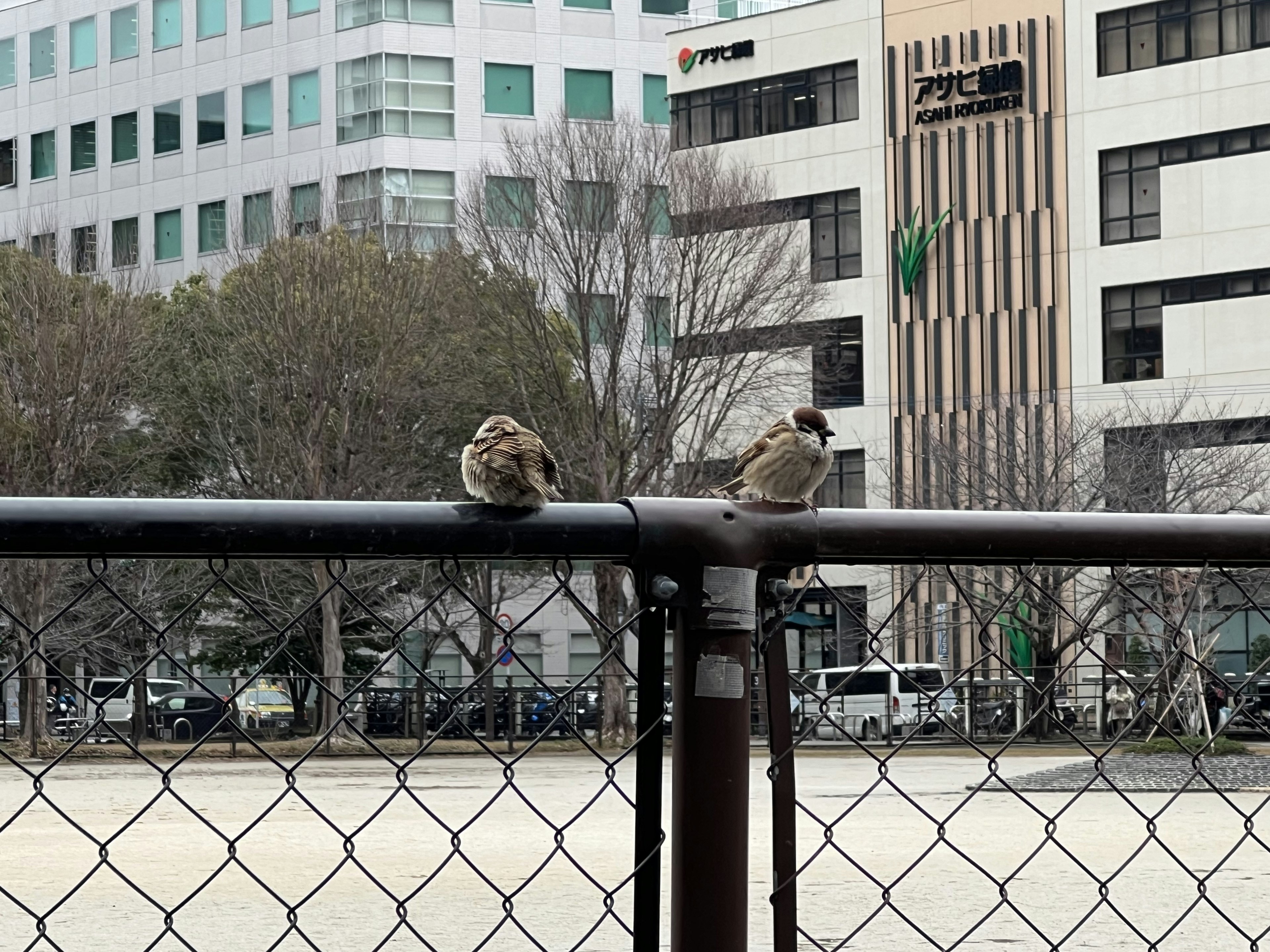 Due passeri appollaiati su una recinzione in un ambiente urbano