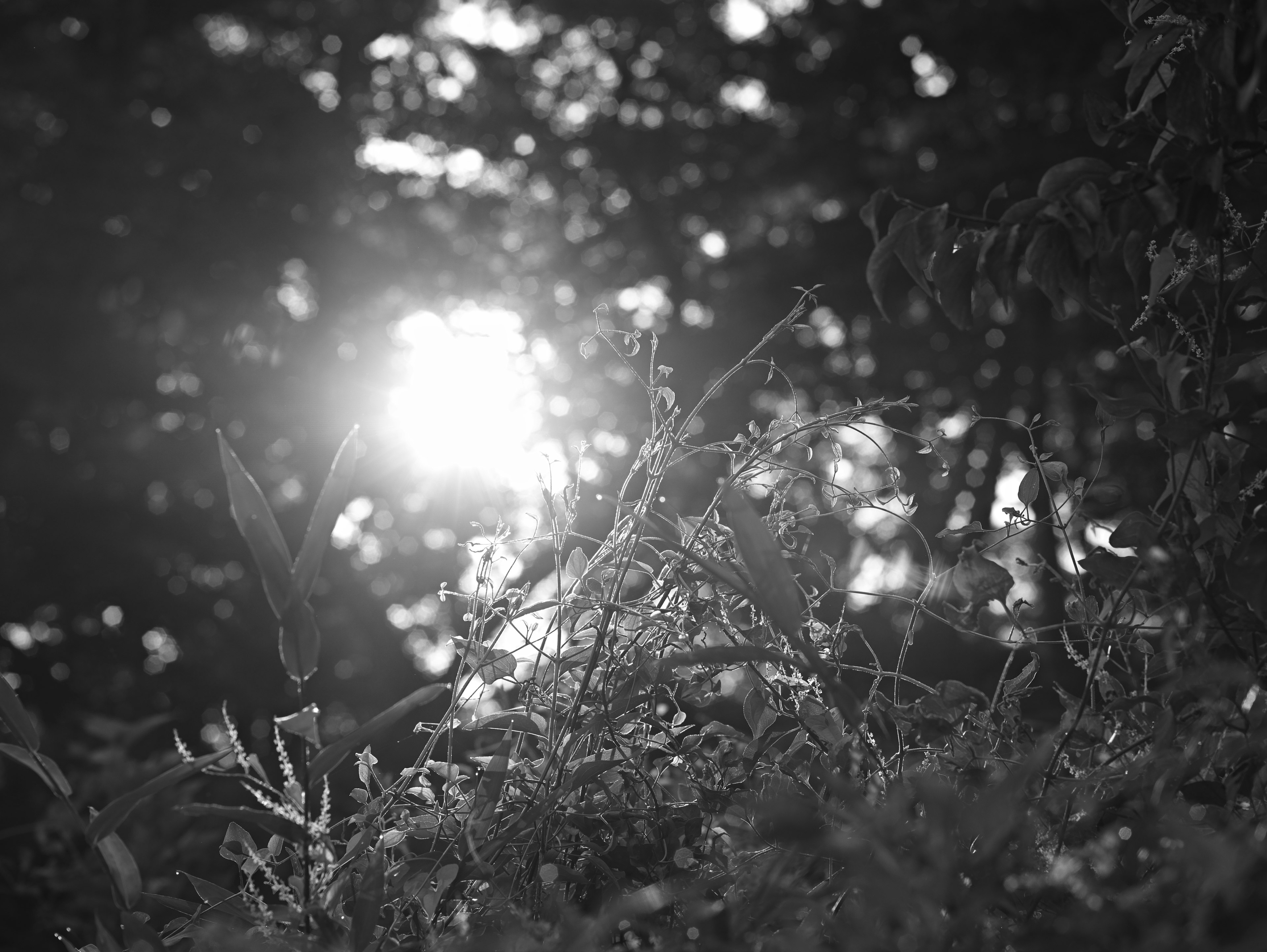 Escena en blanco y negro con luz solar filtrándose a través de los árboles