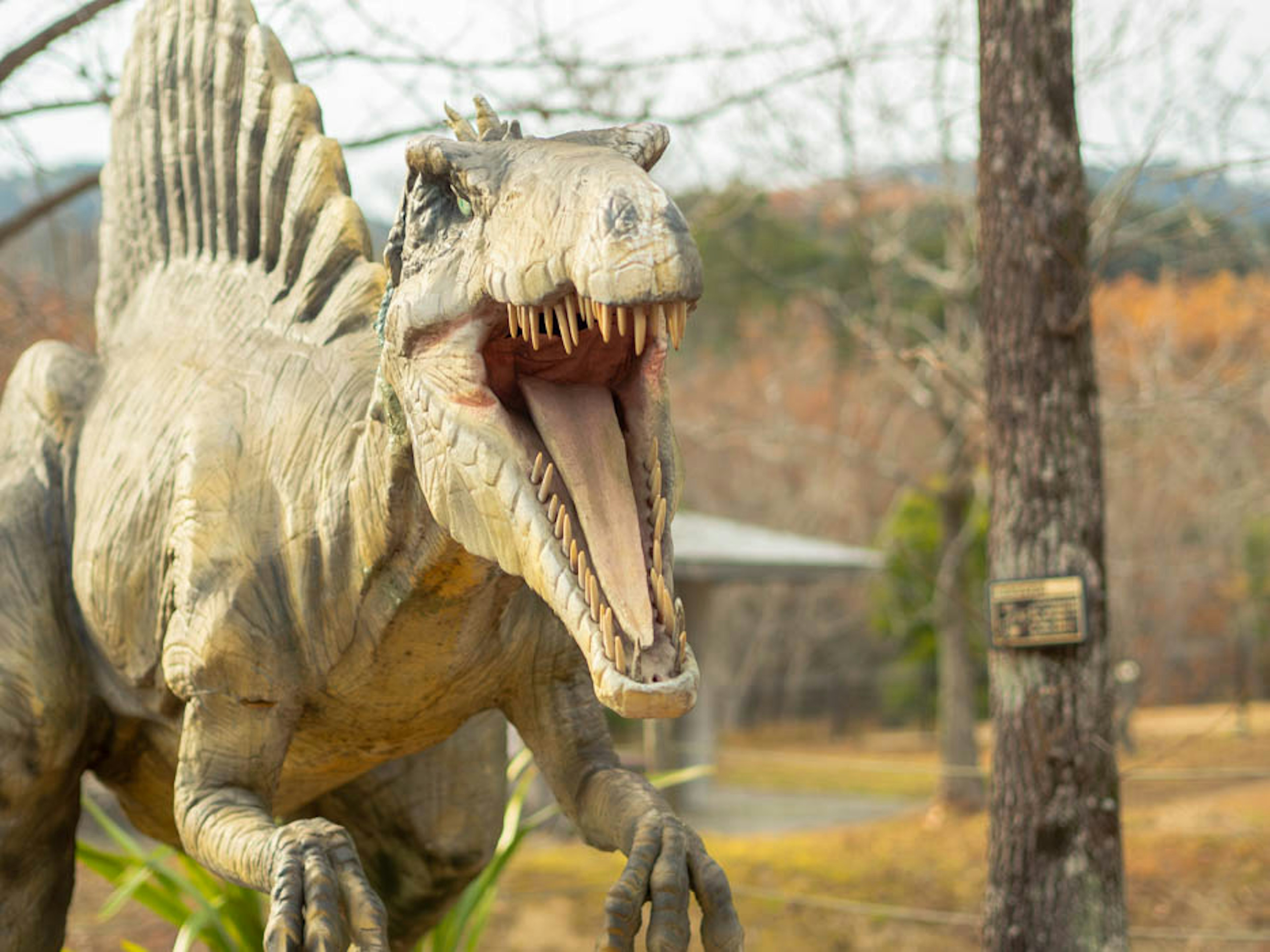 Dinosaur model with an open mouth surrounded by trees in a natural setting