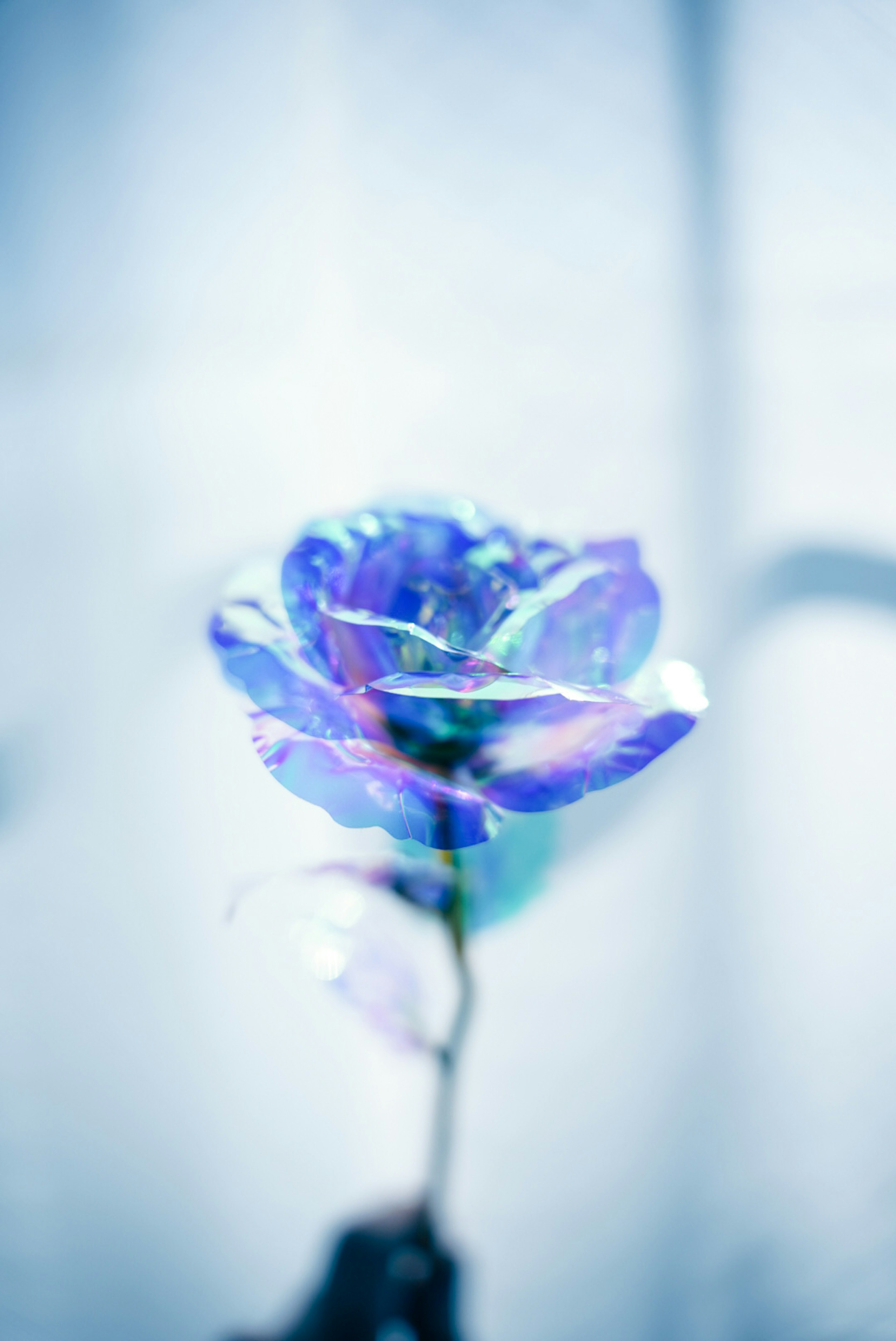 A blue rose flower stands out against a soft background