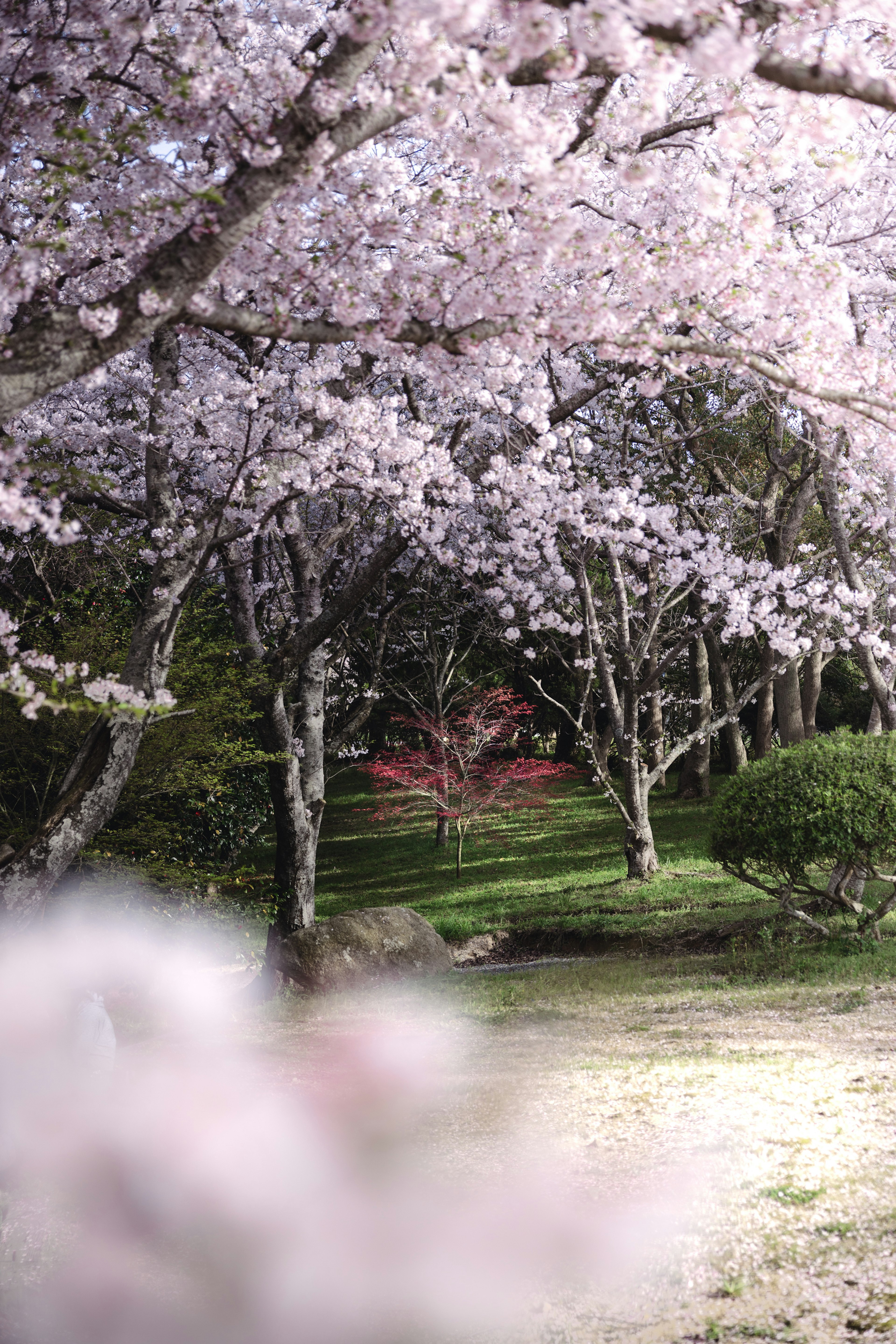 Vista panoramica di un parco con ciliegi in fiore erba verde e un albero rosso