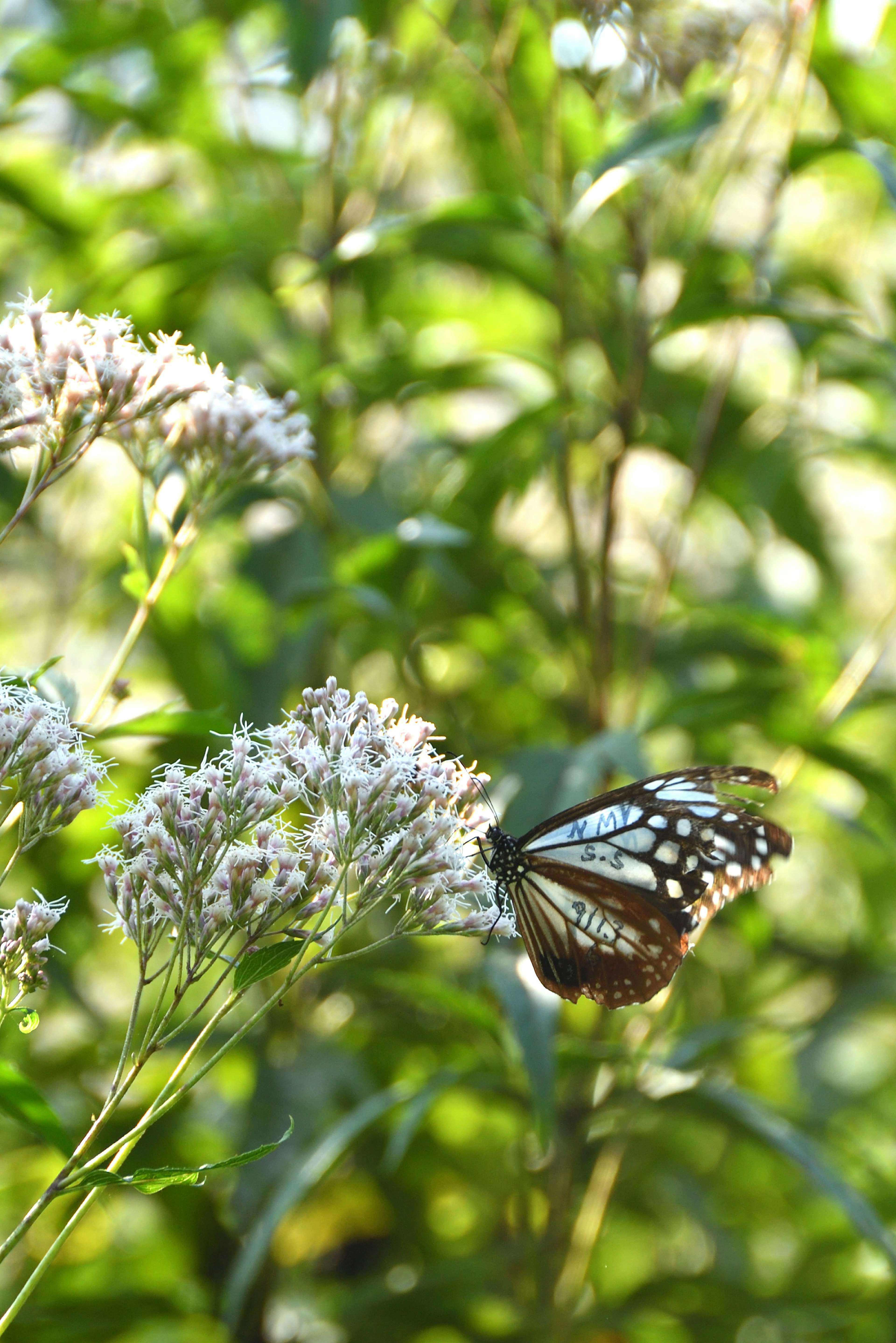 Ein Schmetterling, der auf Blumen in einem üppigen grünen Hintergrund sitzt