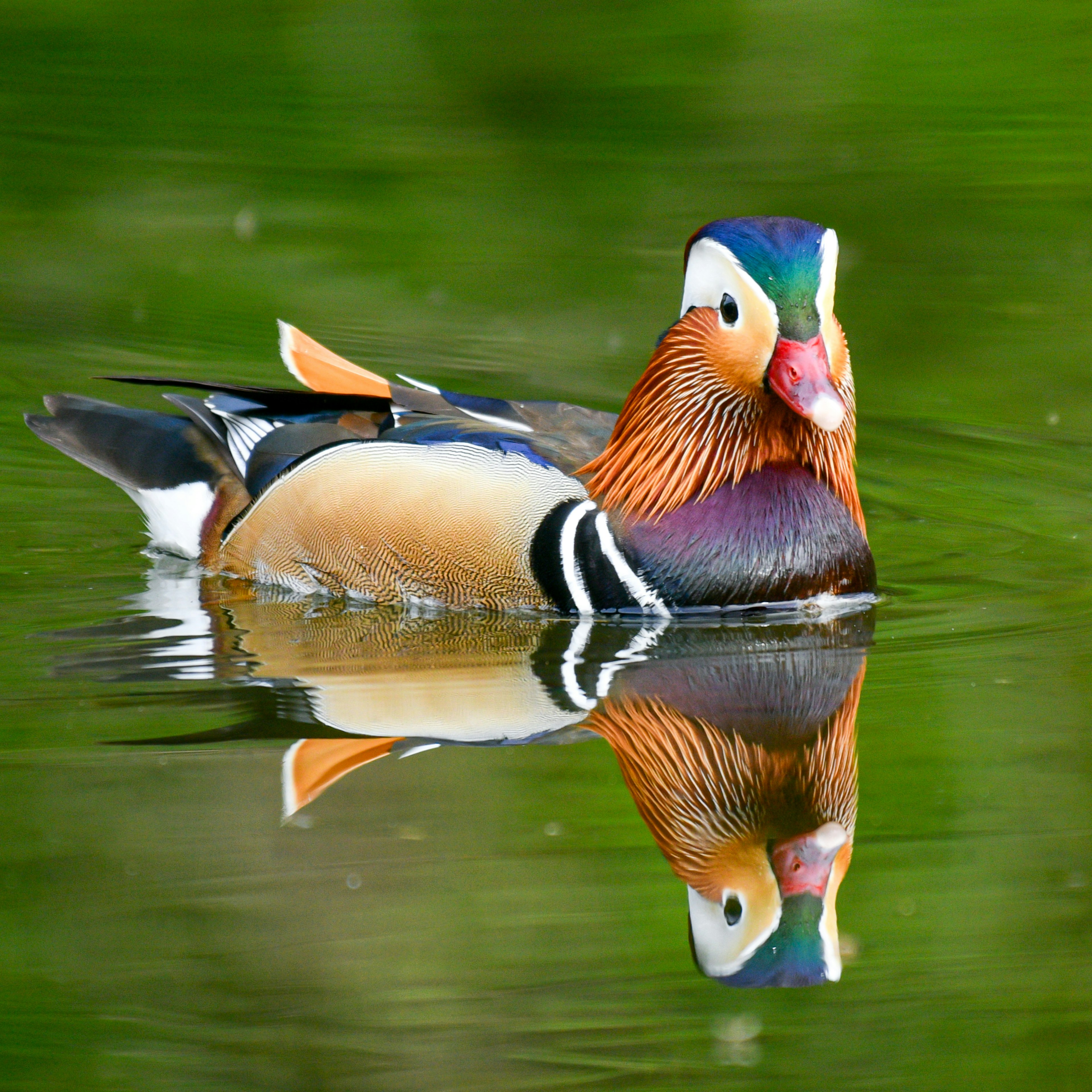 Seekor bebek mandarin jantan dan betina mengapung di air dengan warna cerah