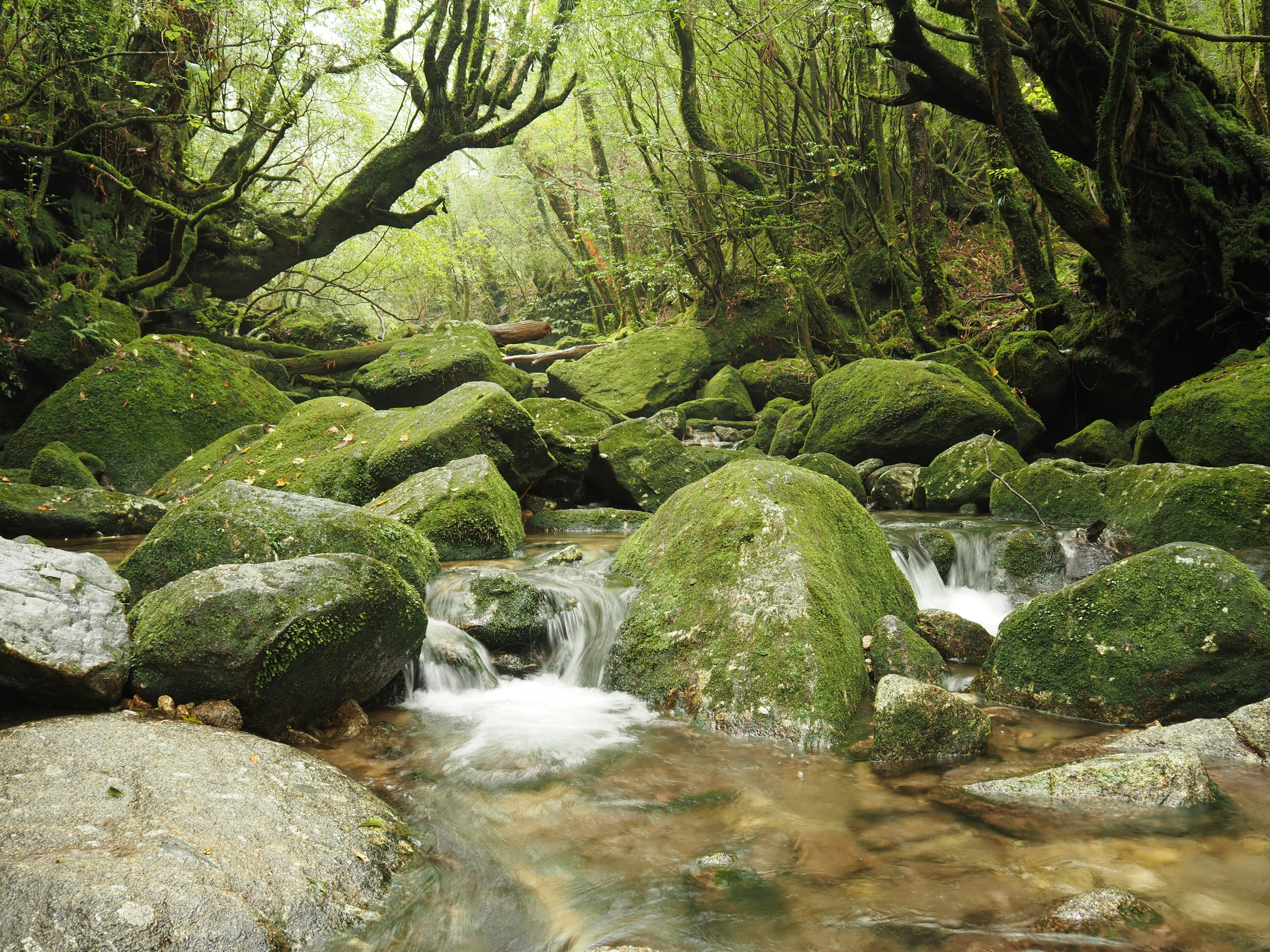 Un arroyo sereno rodeado de vegetación exuberante y rocas cubiertas de musgo