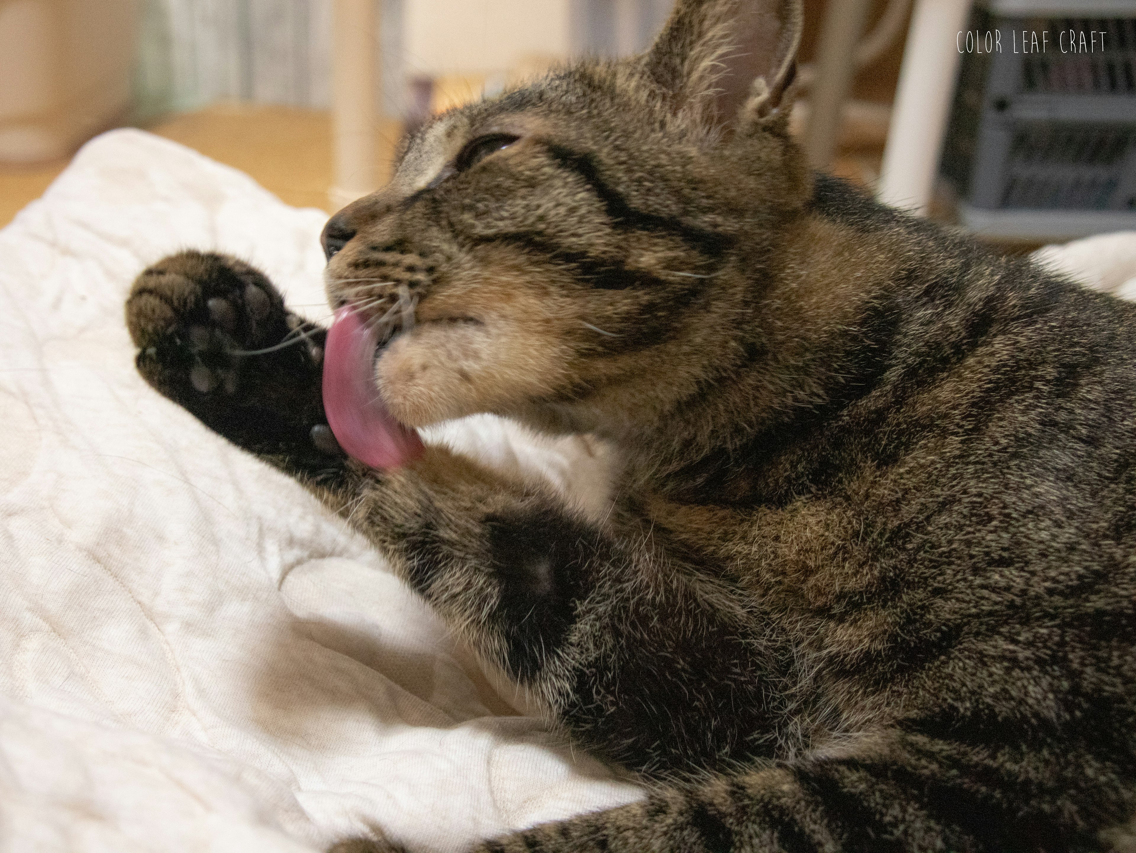 Un gato lamiendo su pata delantera