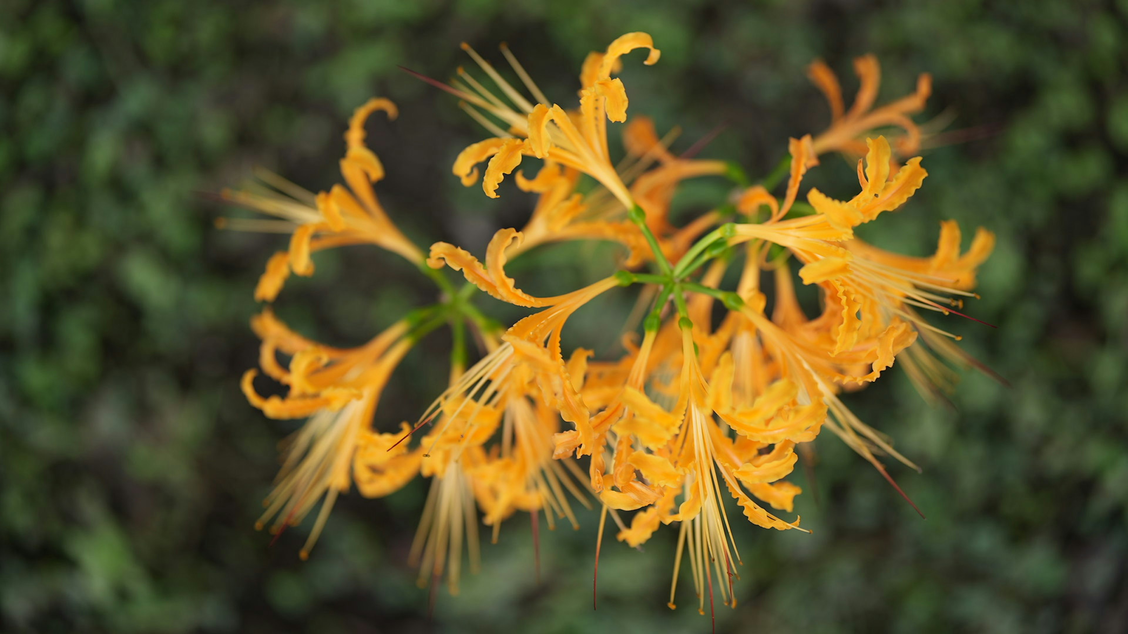 Vibrant orange flowers against a green background