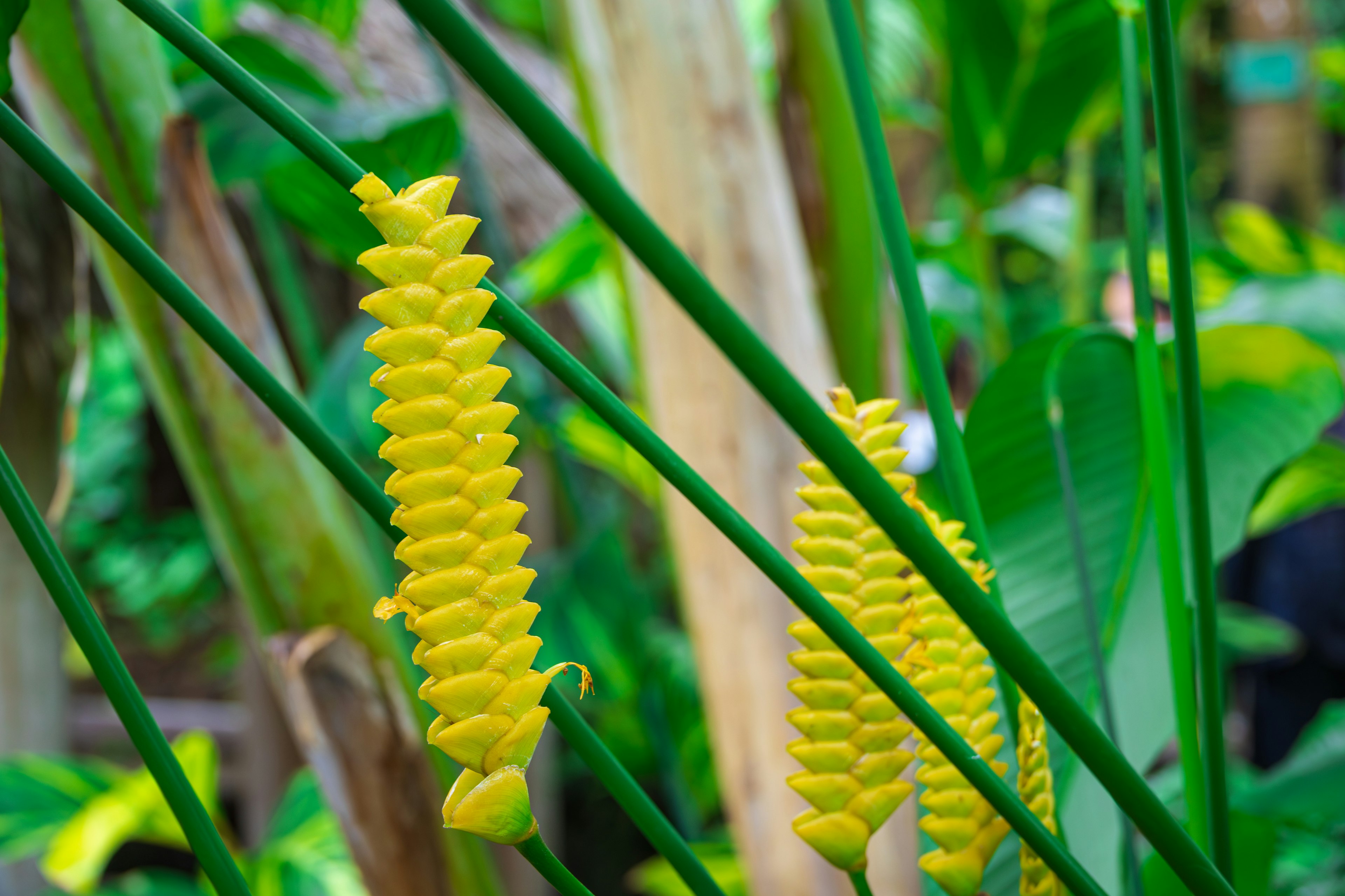 Tanaman dengan infloresensi kuning di antara daun hijau