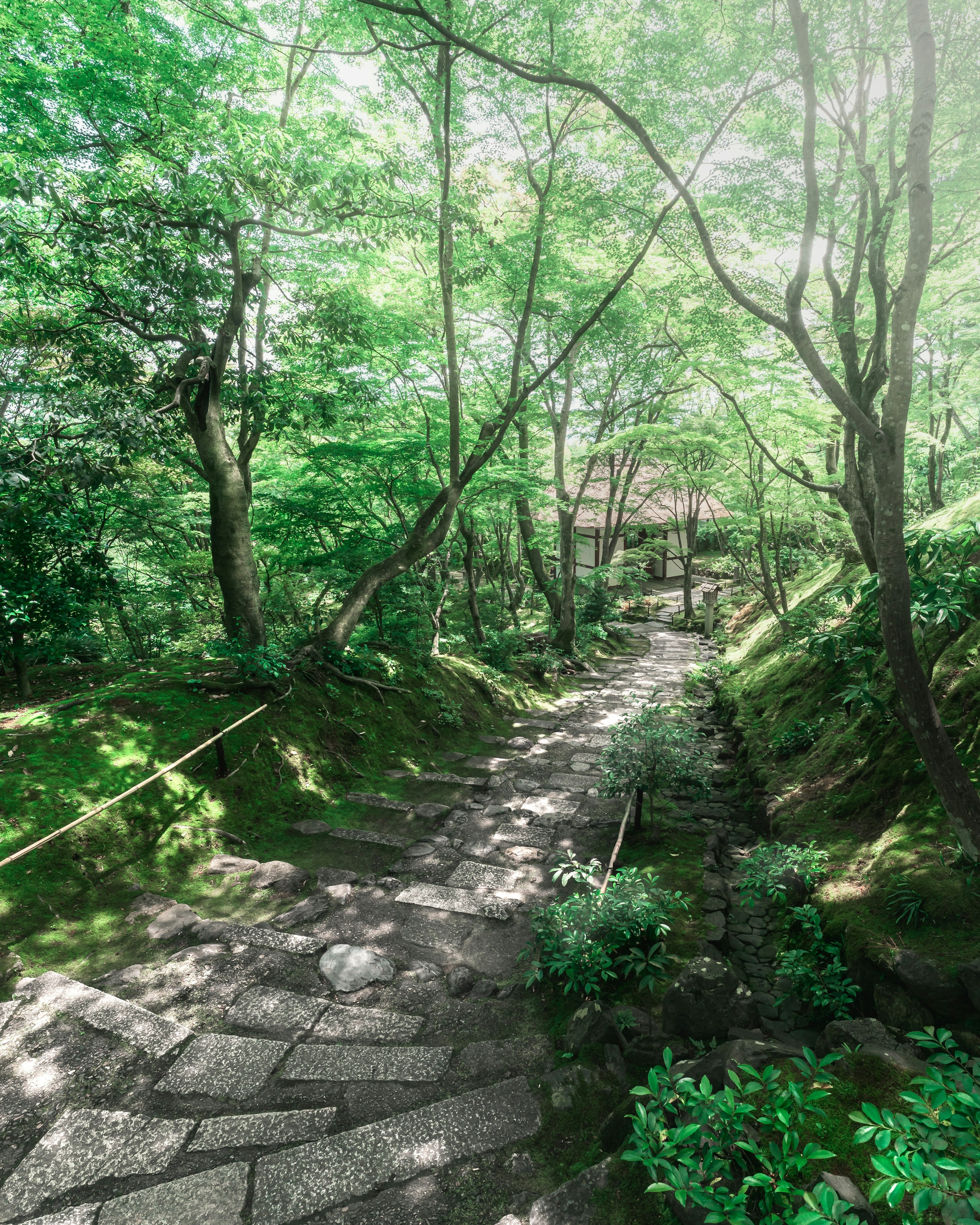 Camino verde con escalones de piedra y árboles al fondo