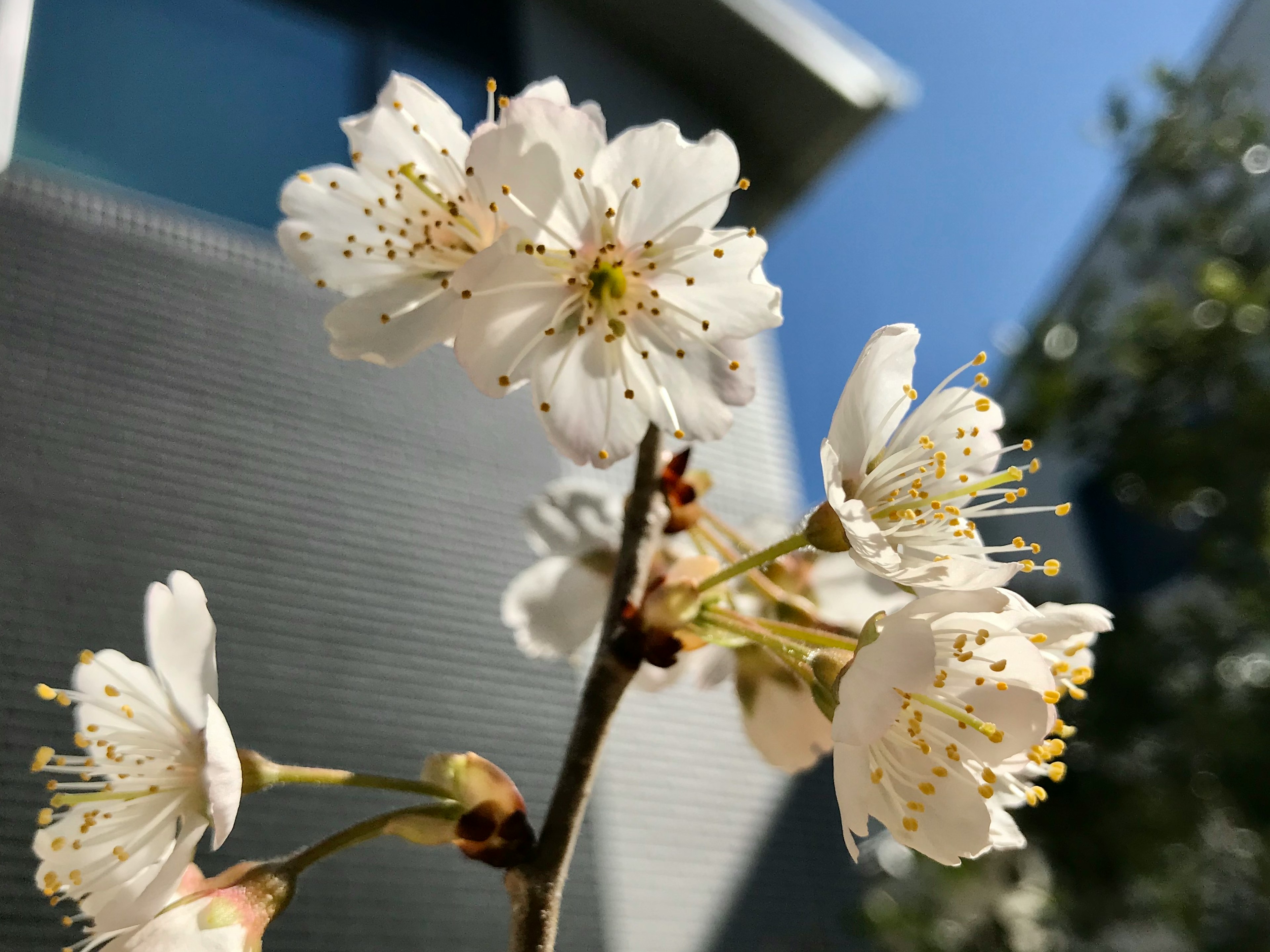 白い花が咲いている枝のクローズアップ 背景には現代的な建物の一部が見える