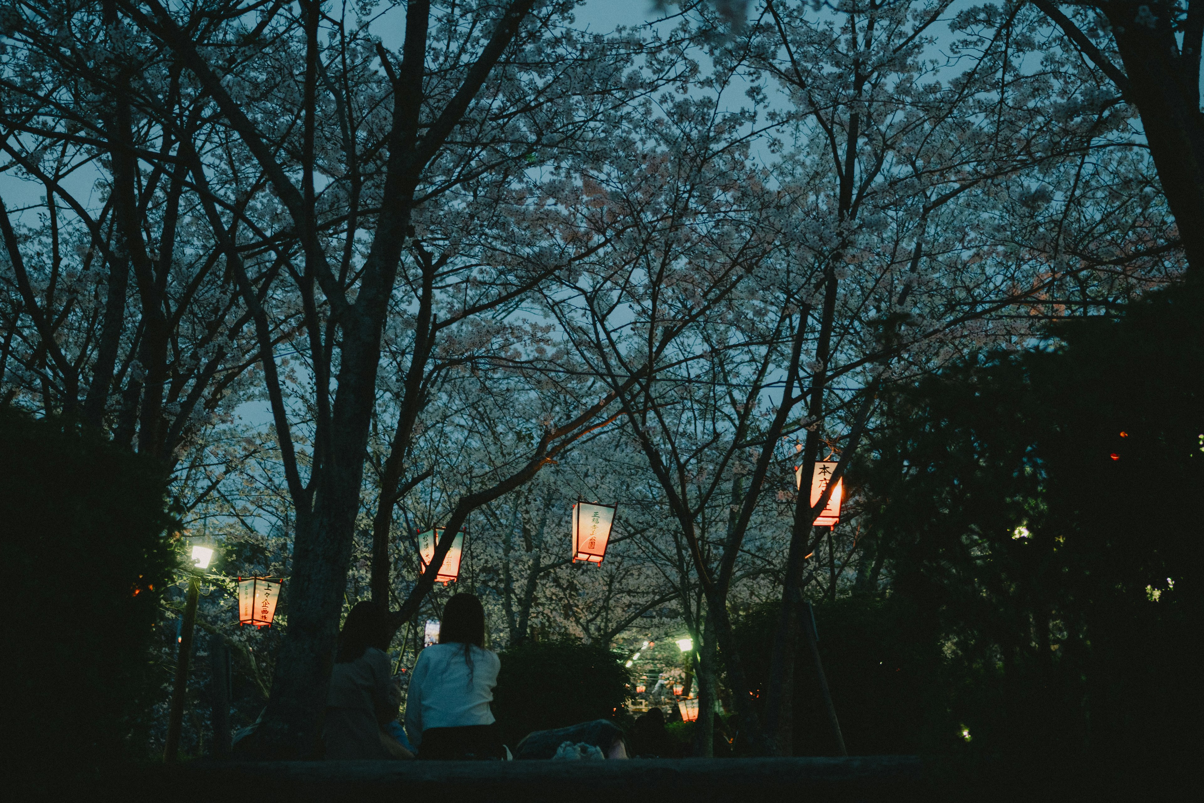 Escena nocturna de árboles de cerezo iluminados por faroles en un parque