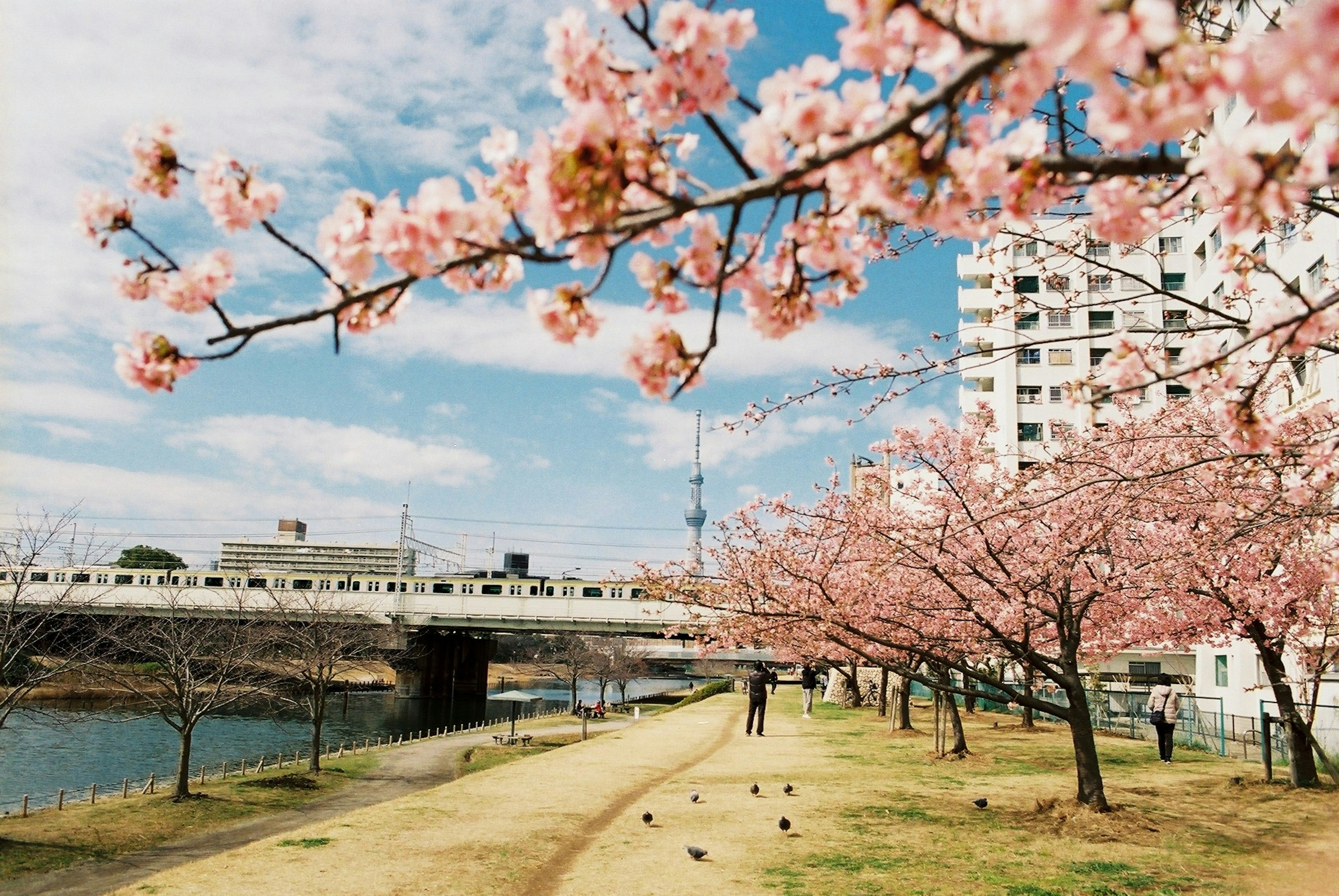 桜の木が咲いている川沿いの公園の風景