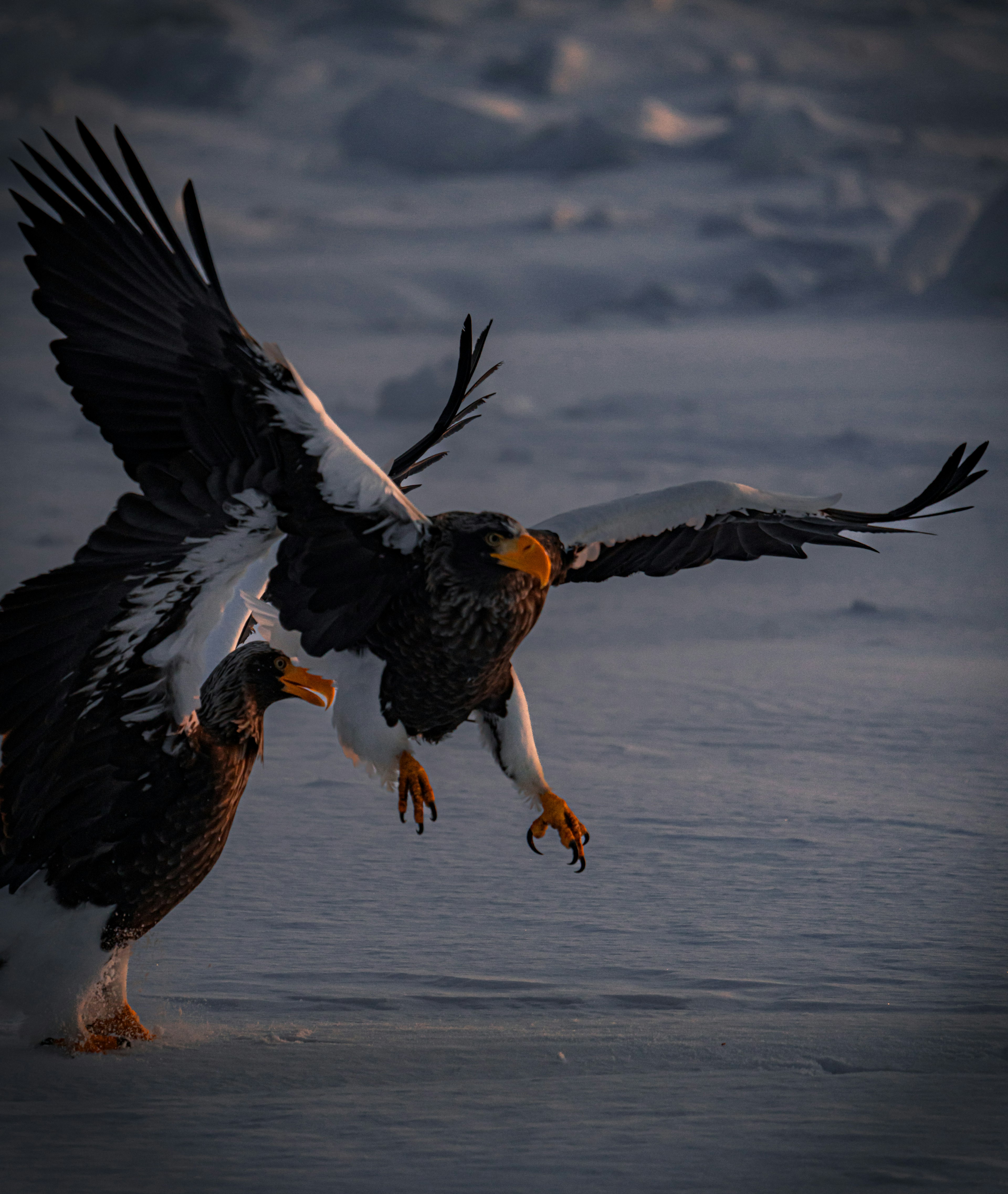 Two eagles in flight over a snowy landscape