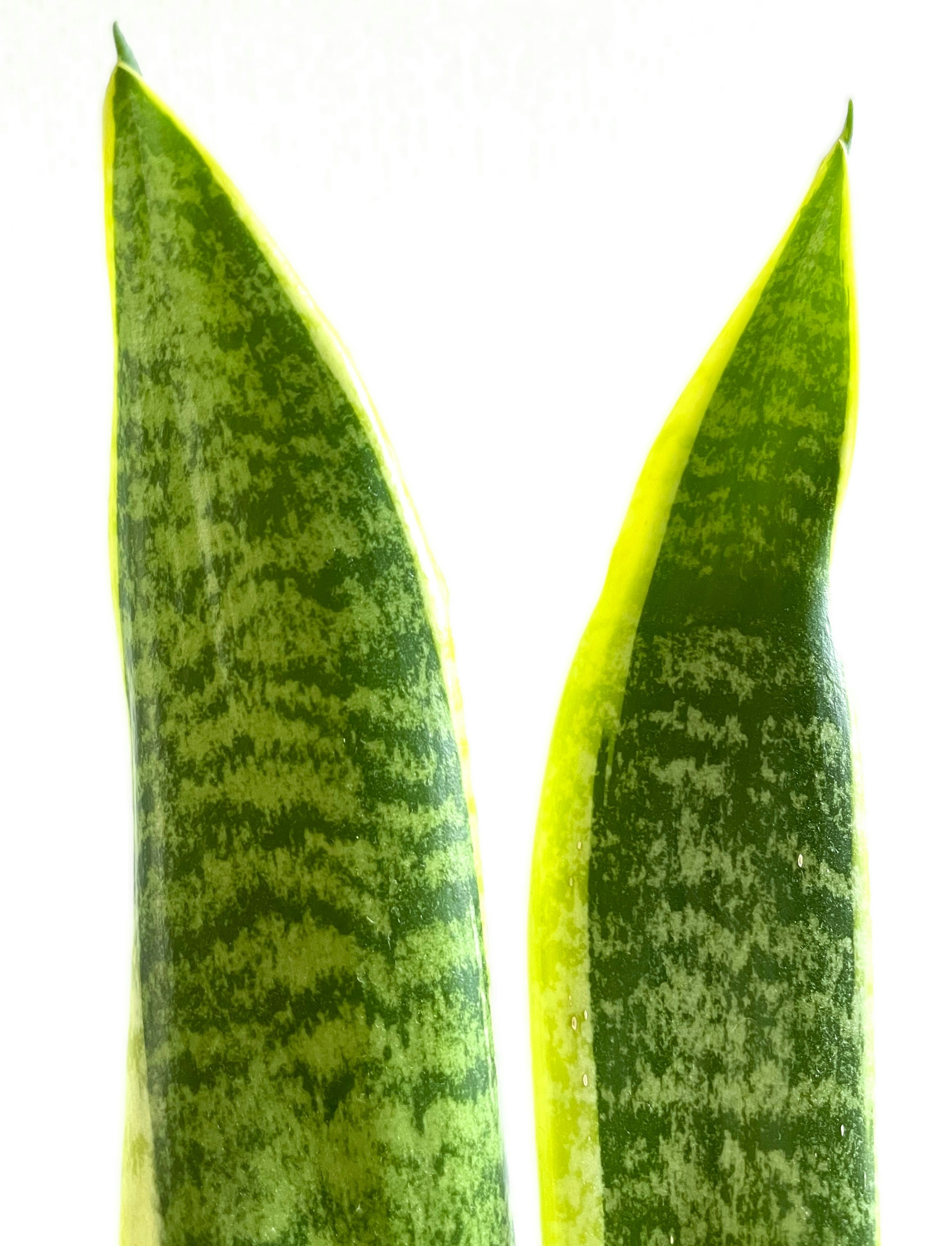 Nahaufnahme von Sansevieria-Blättern mit grünen und gelben Rändern