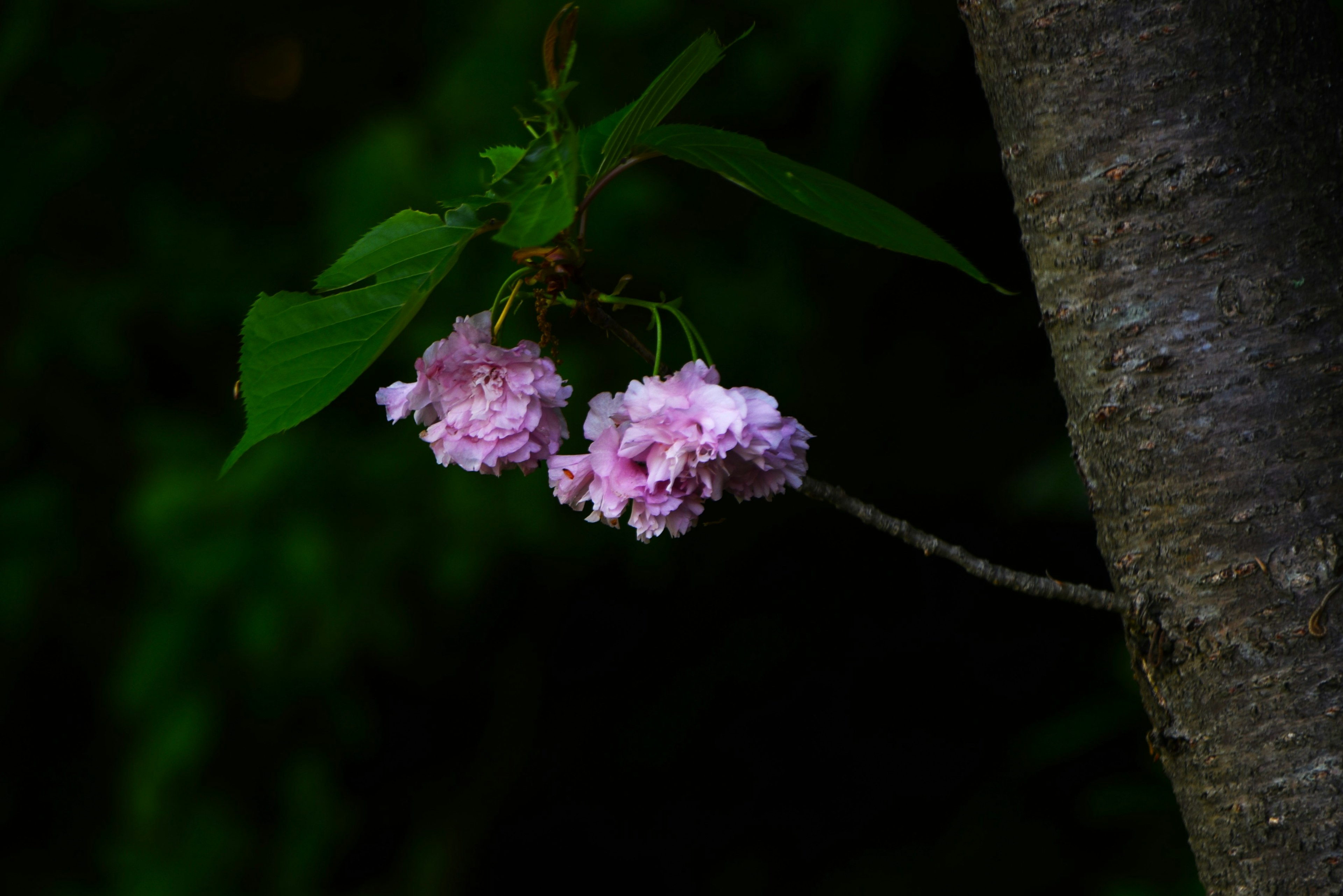 Delicate pink flowers blooming on a branch from a tree trunk