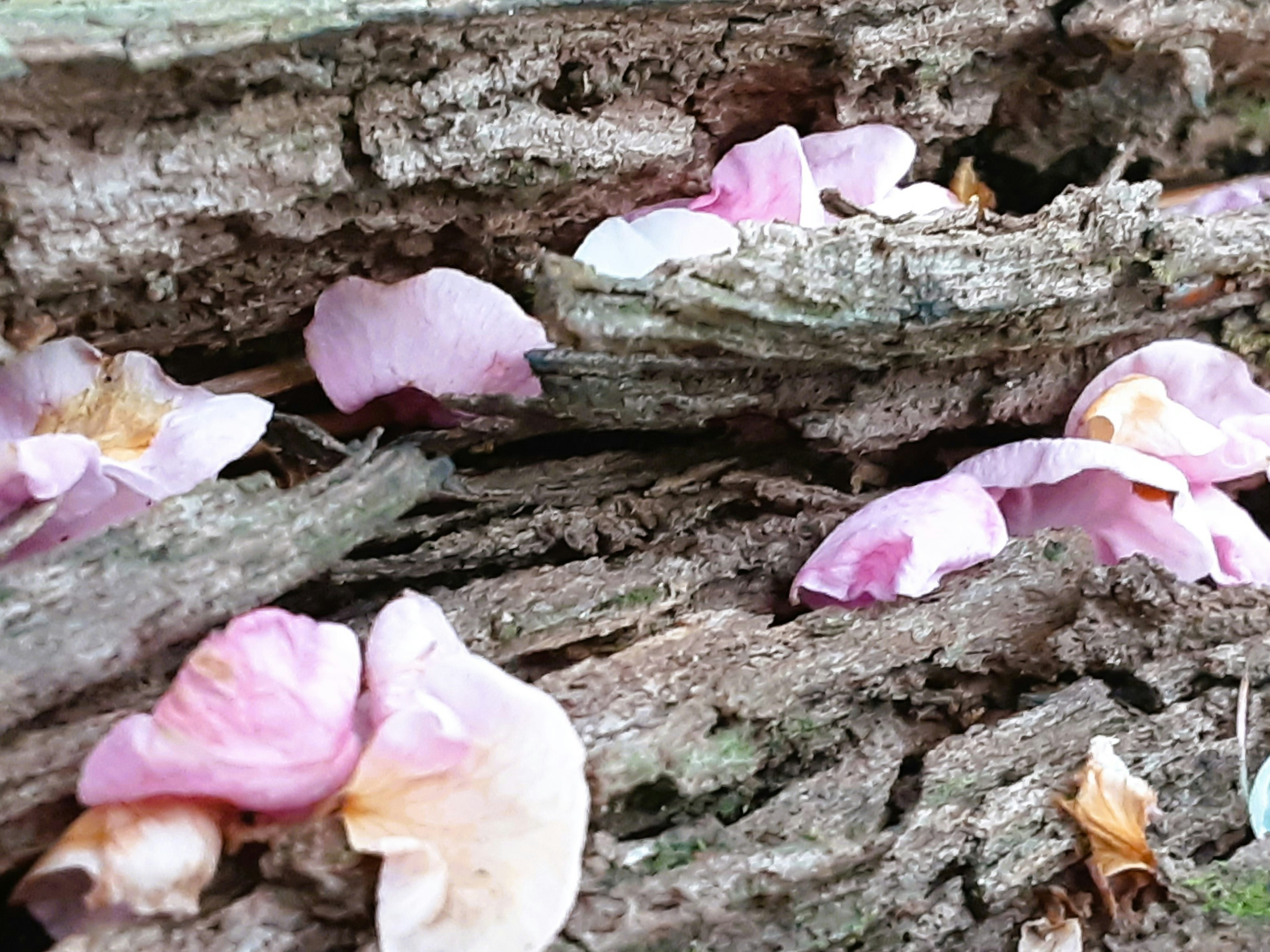 Pétales de fleurs roses doux dispersés sur l'écorce d'un arbre texturé