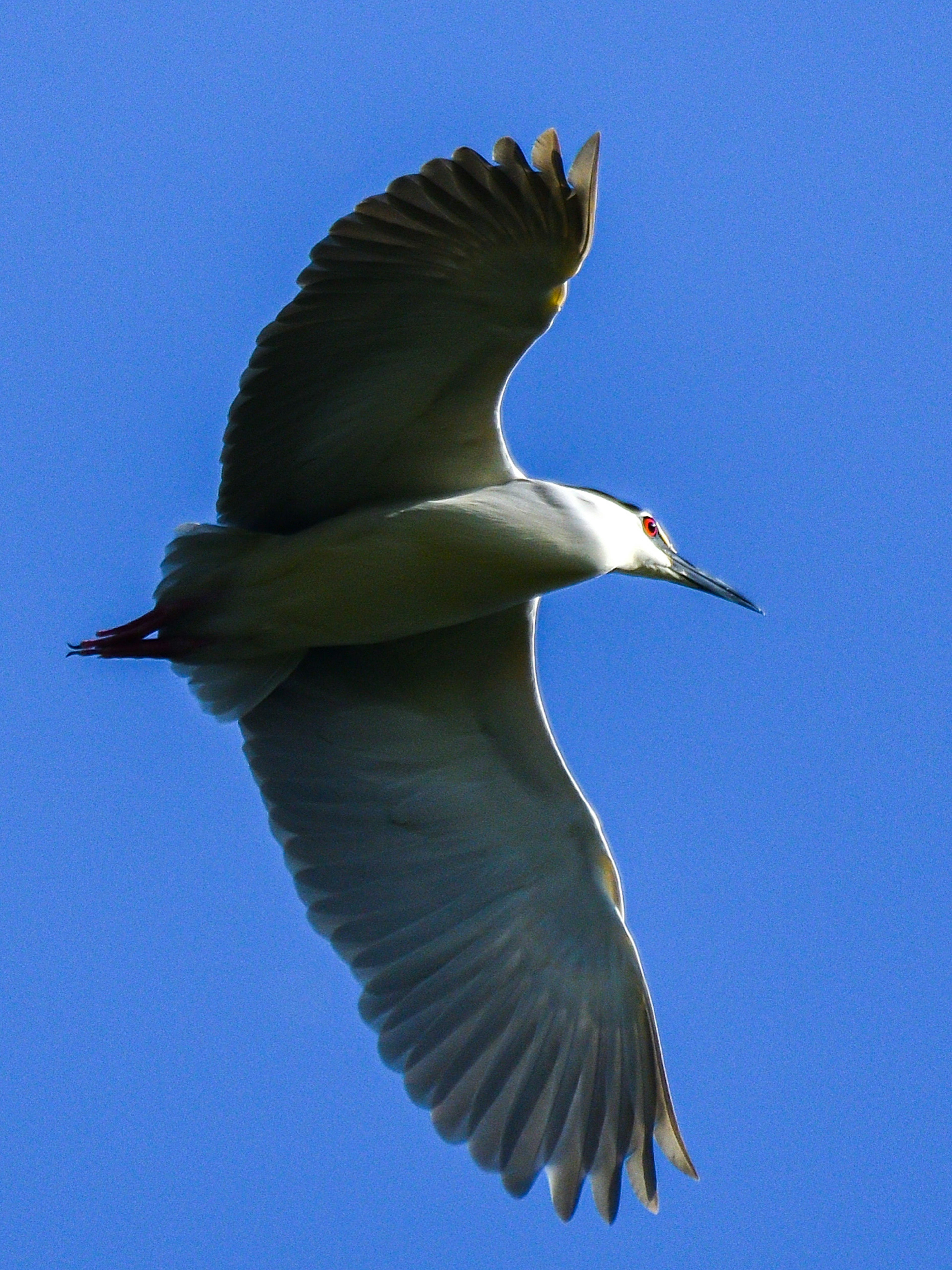 A white heron flying against a blue sky