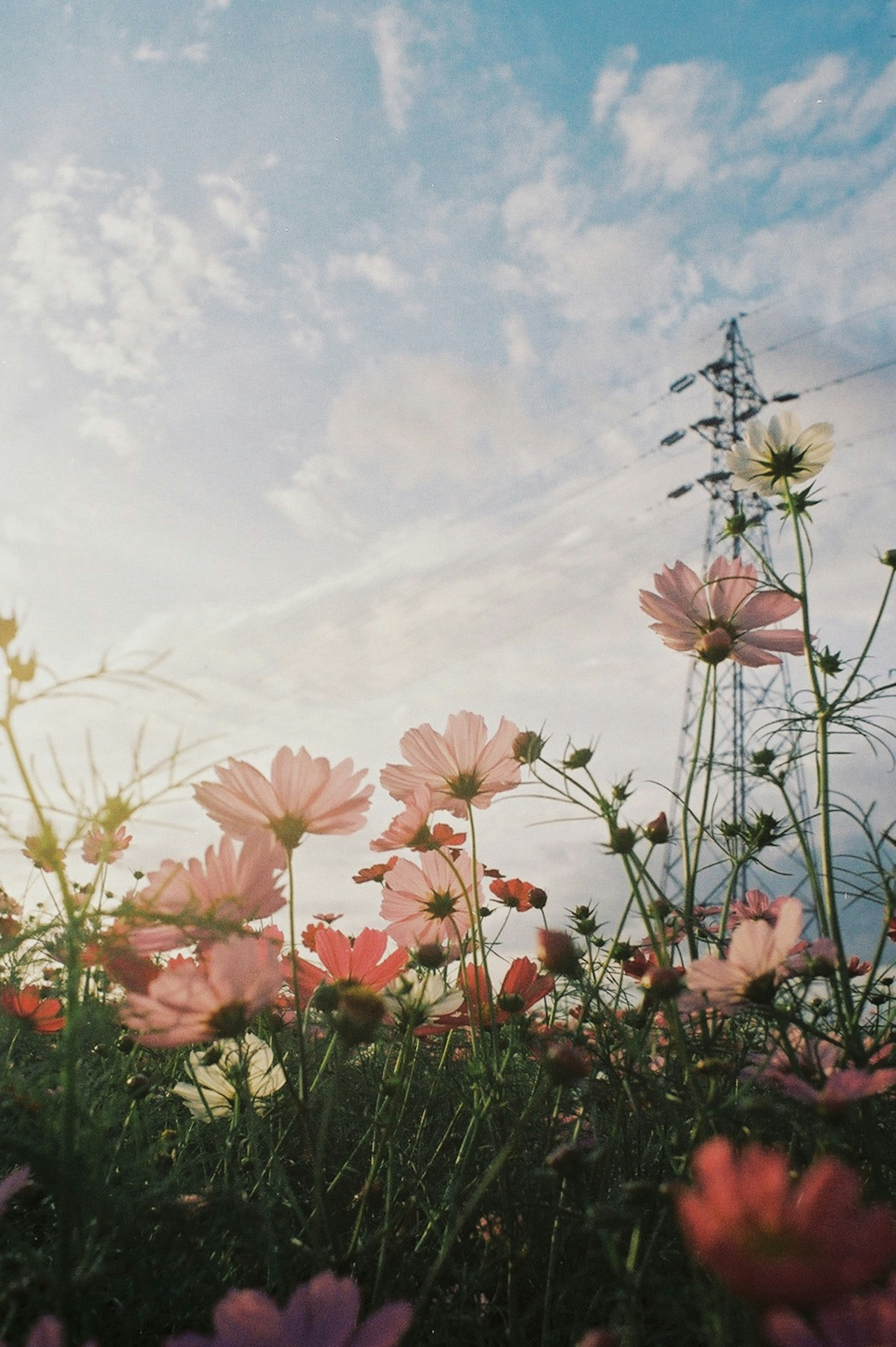 Flores rosas en un campo bajo un cielo azul con una línea eléctrica