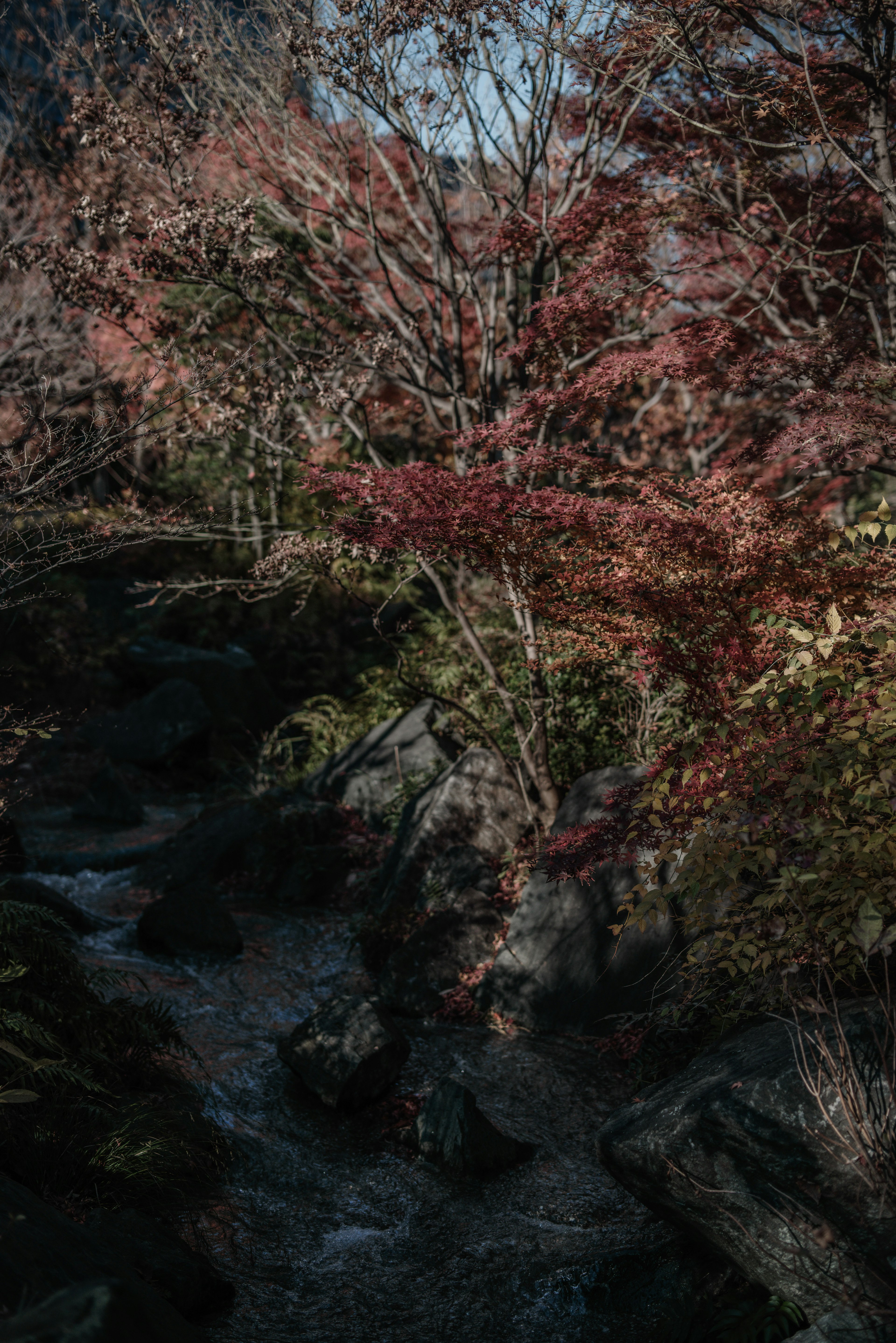 秋の紅葉が美しい小川の風景