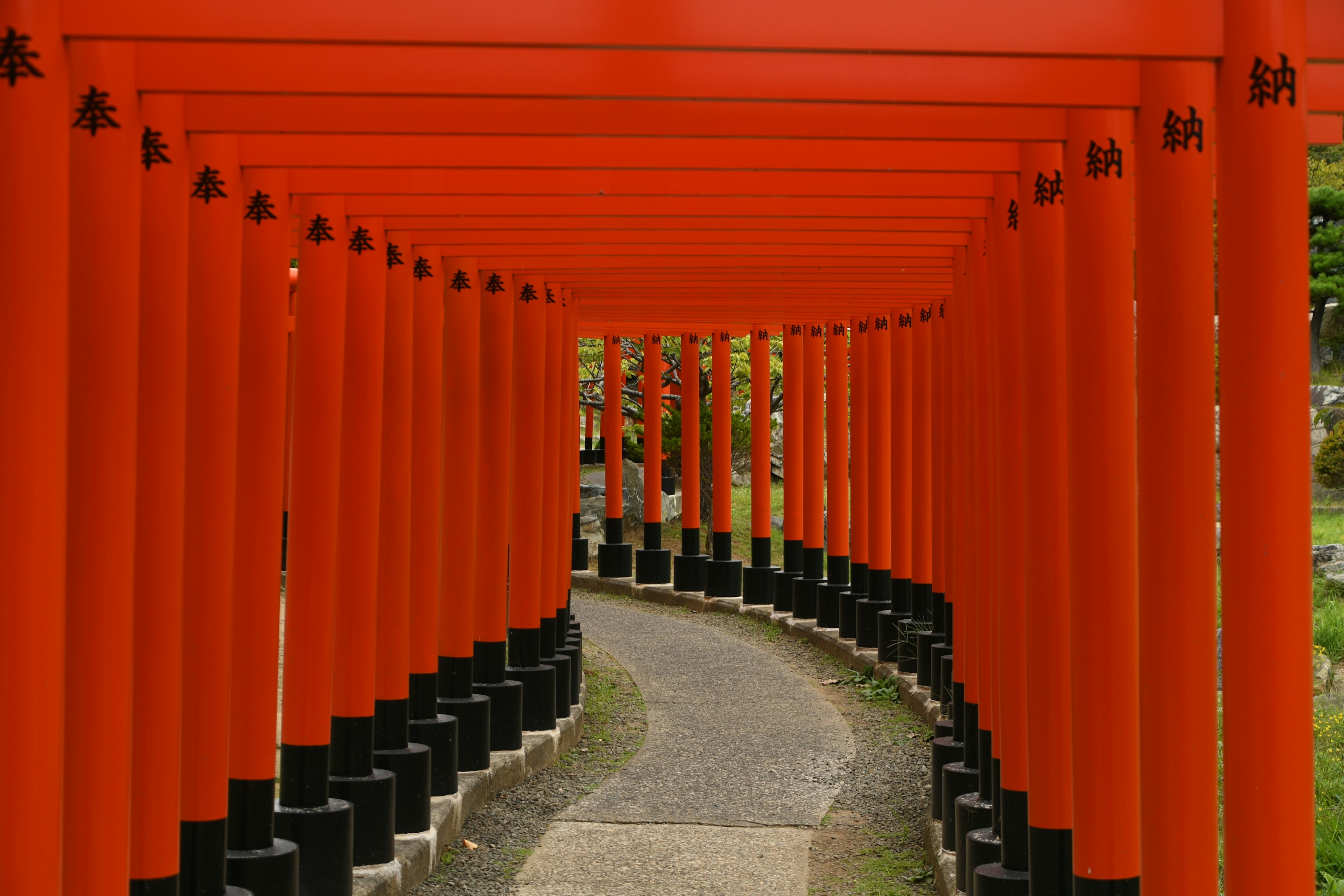 Camino curvado flanqueado por puertas torii rojas