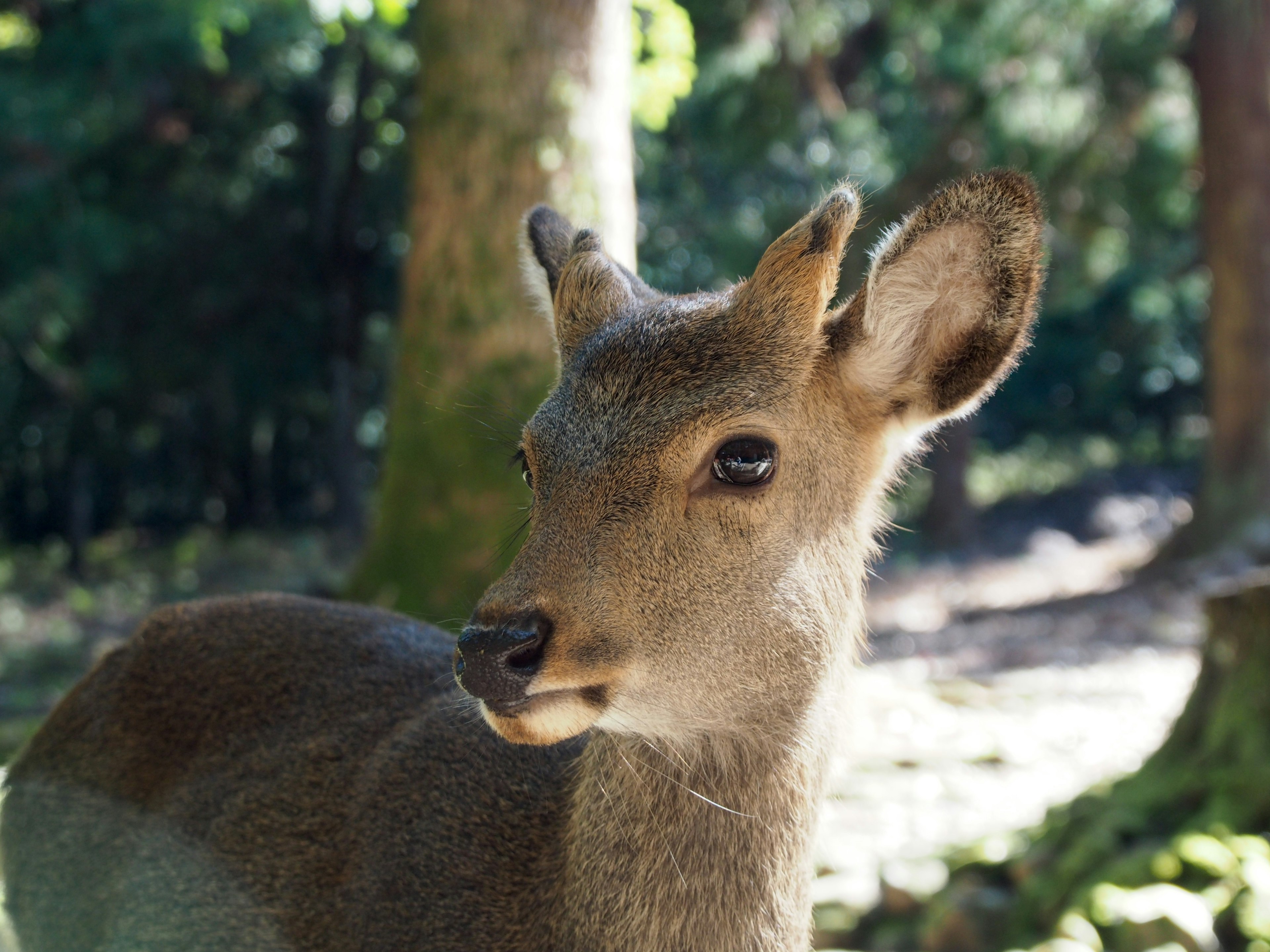 Profilo di un giovane cervo in una foresta