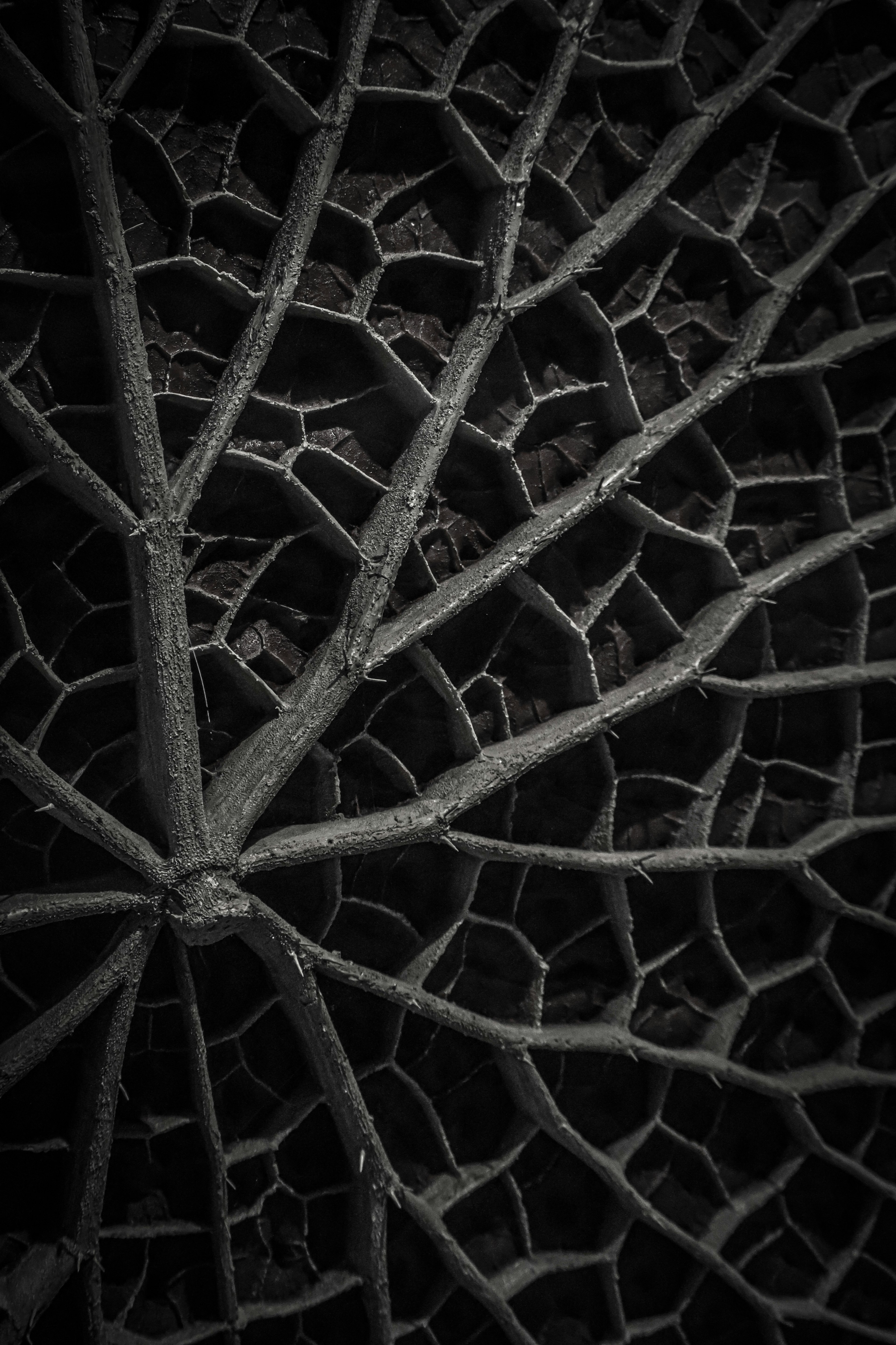 Detailed pattern of leaf veins against a black background