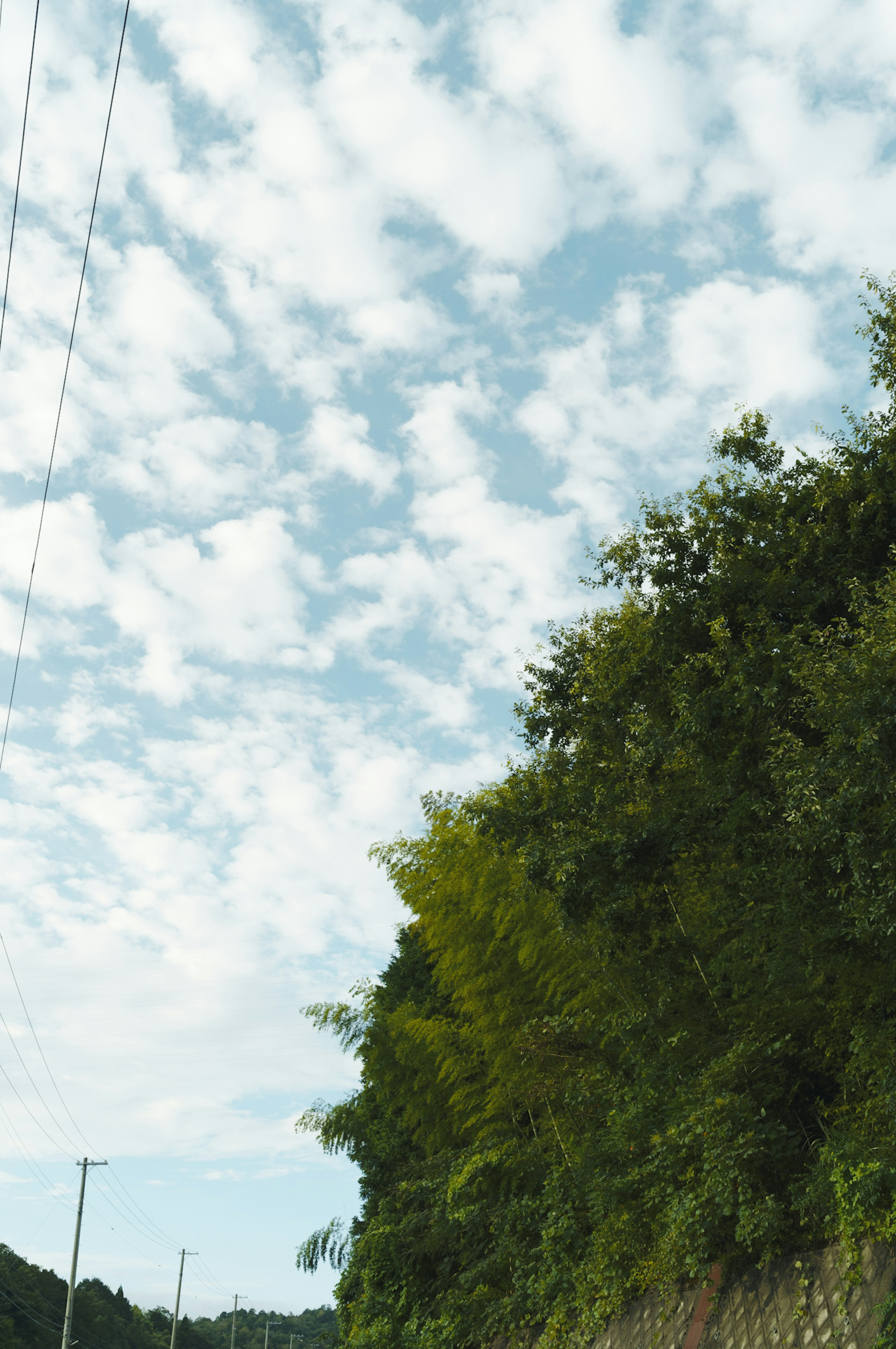 Weitläufiger blauer Himmel mit weißen Wolken üppiges Grün am Straßenrand