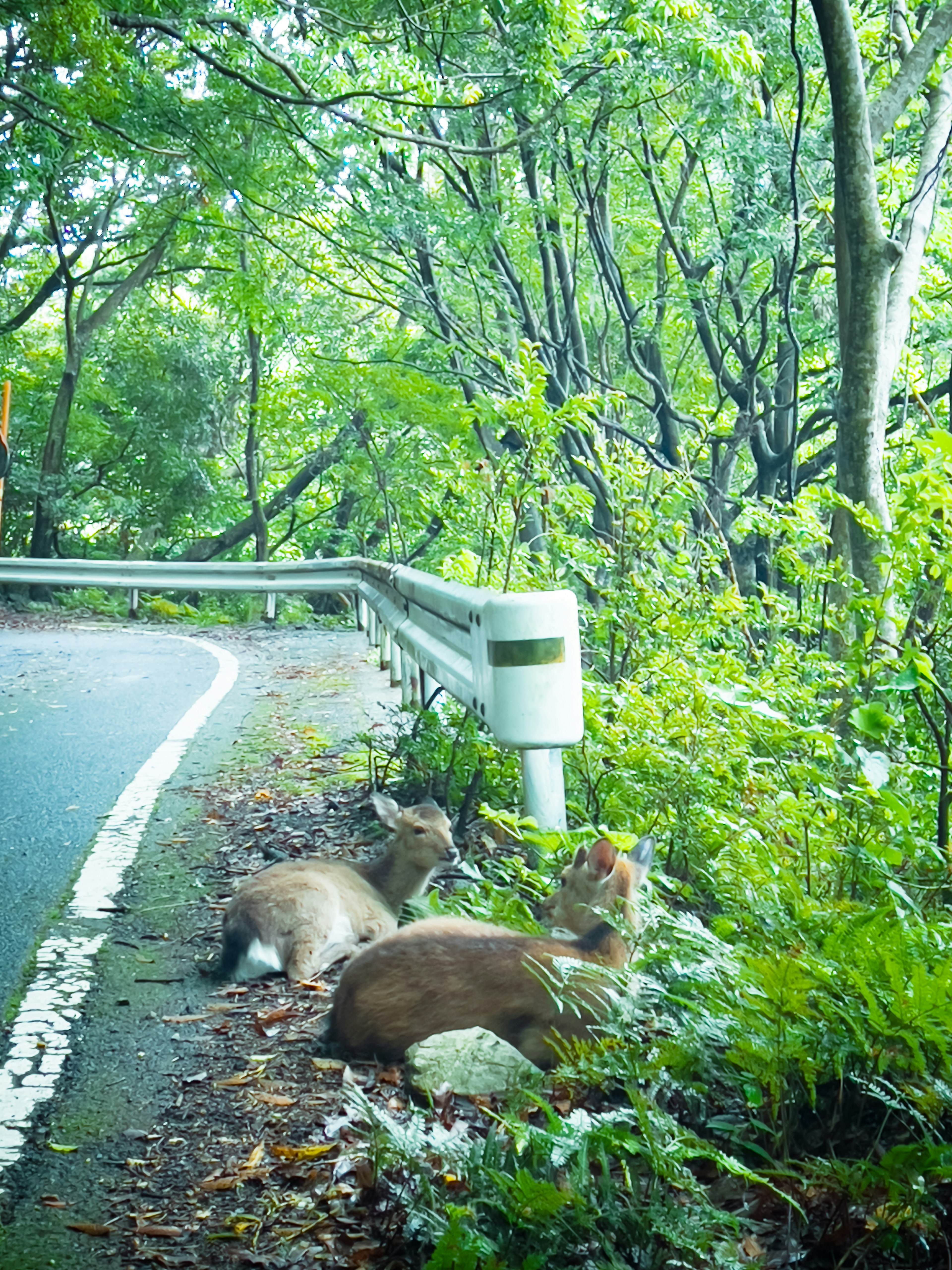 Rehe ruhen am Straßenrand in einem üppigen grünen Wald