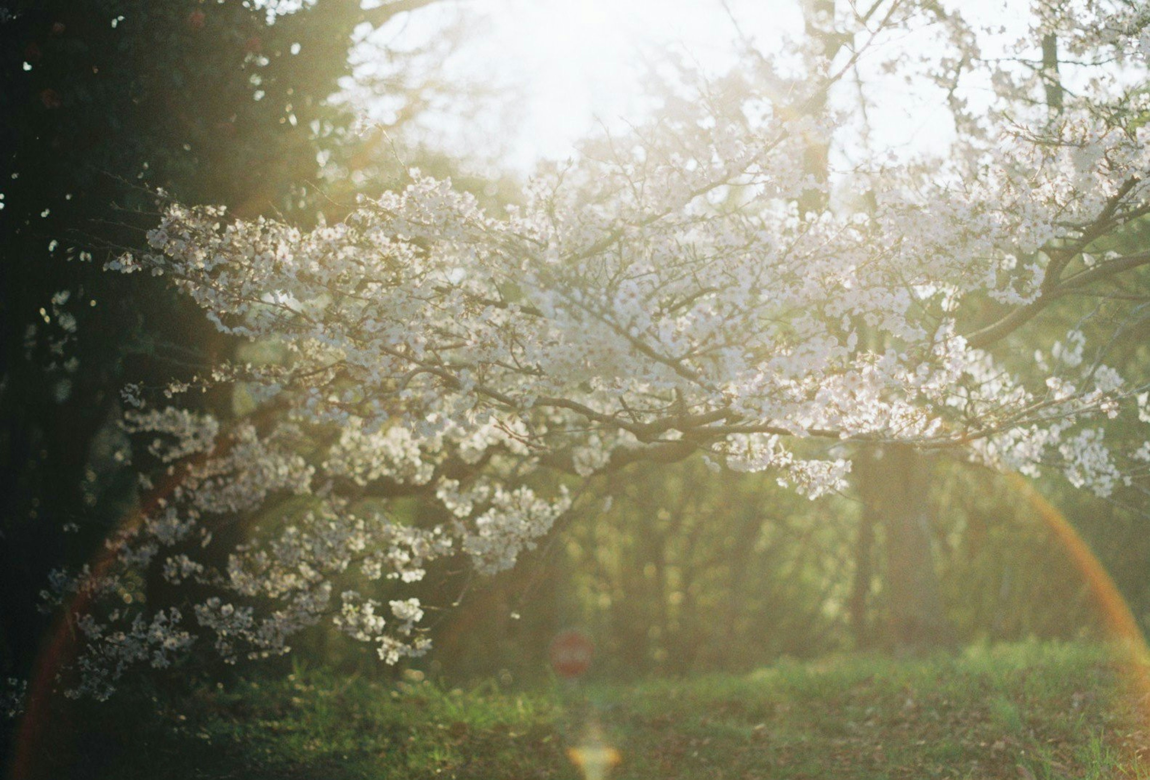 Albero di ciliegio in fiore con luce soffusa che filtra