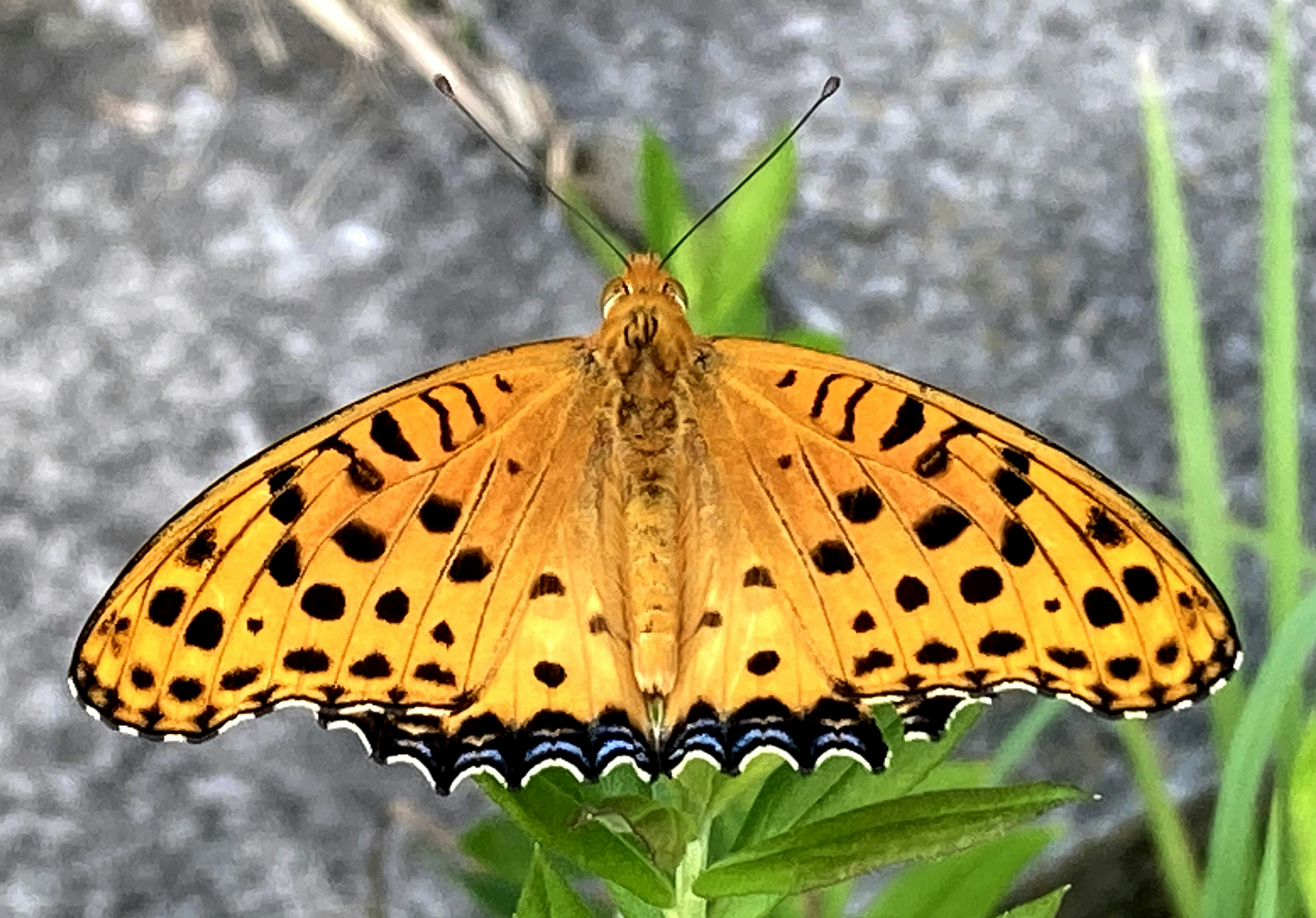 Farfalla arancione brillante che riposa su erba verde