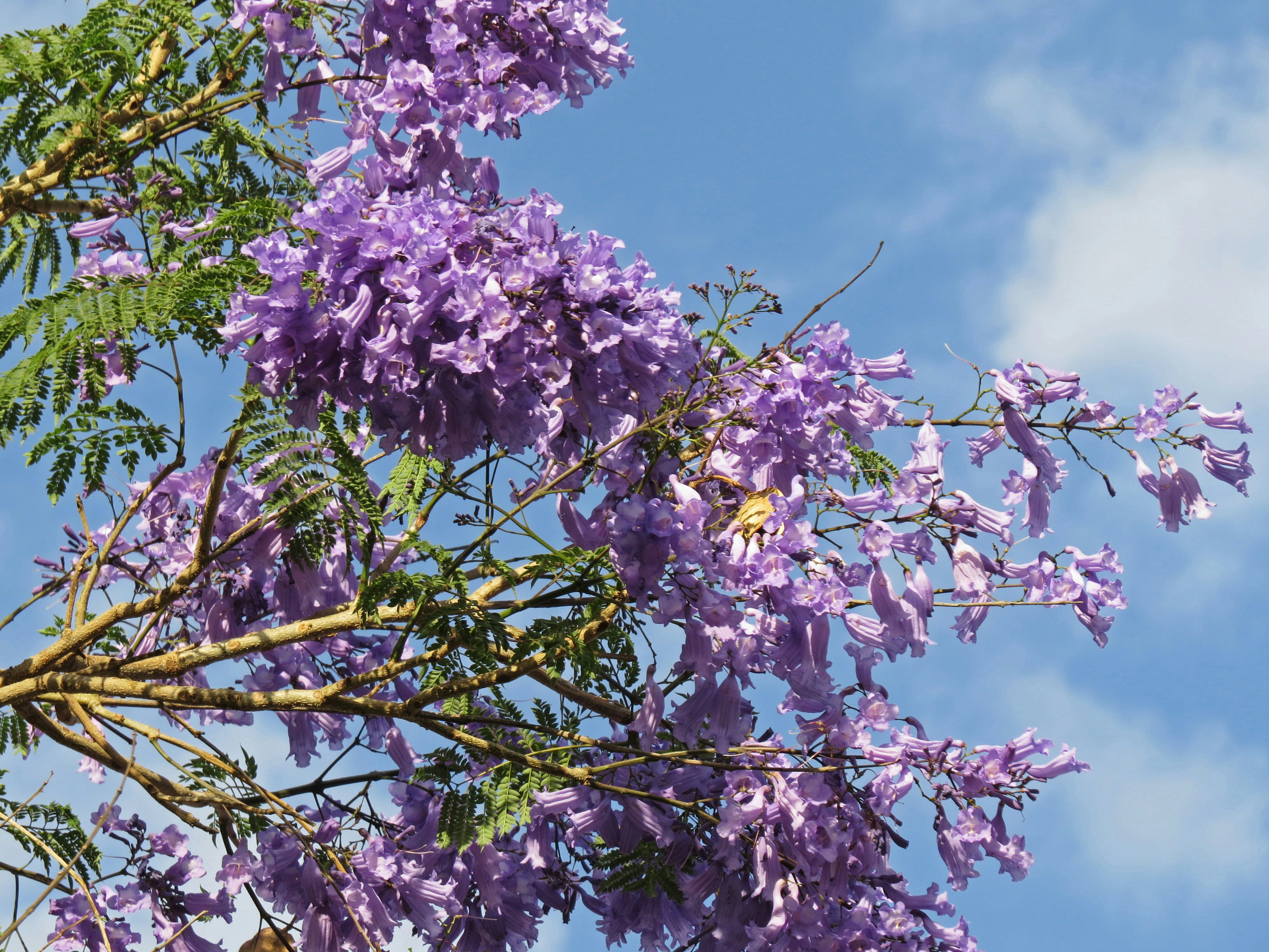 Branch of a flowering tree with purple blooms against a blue sky