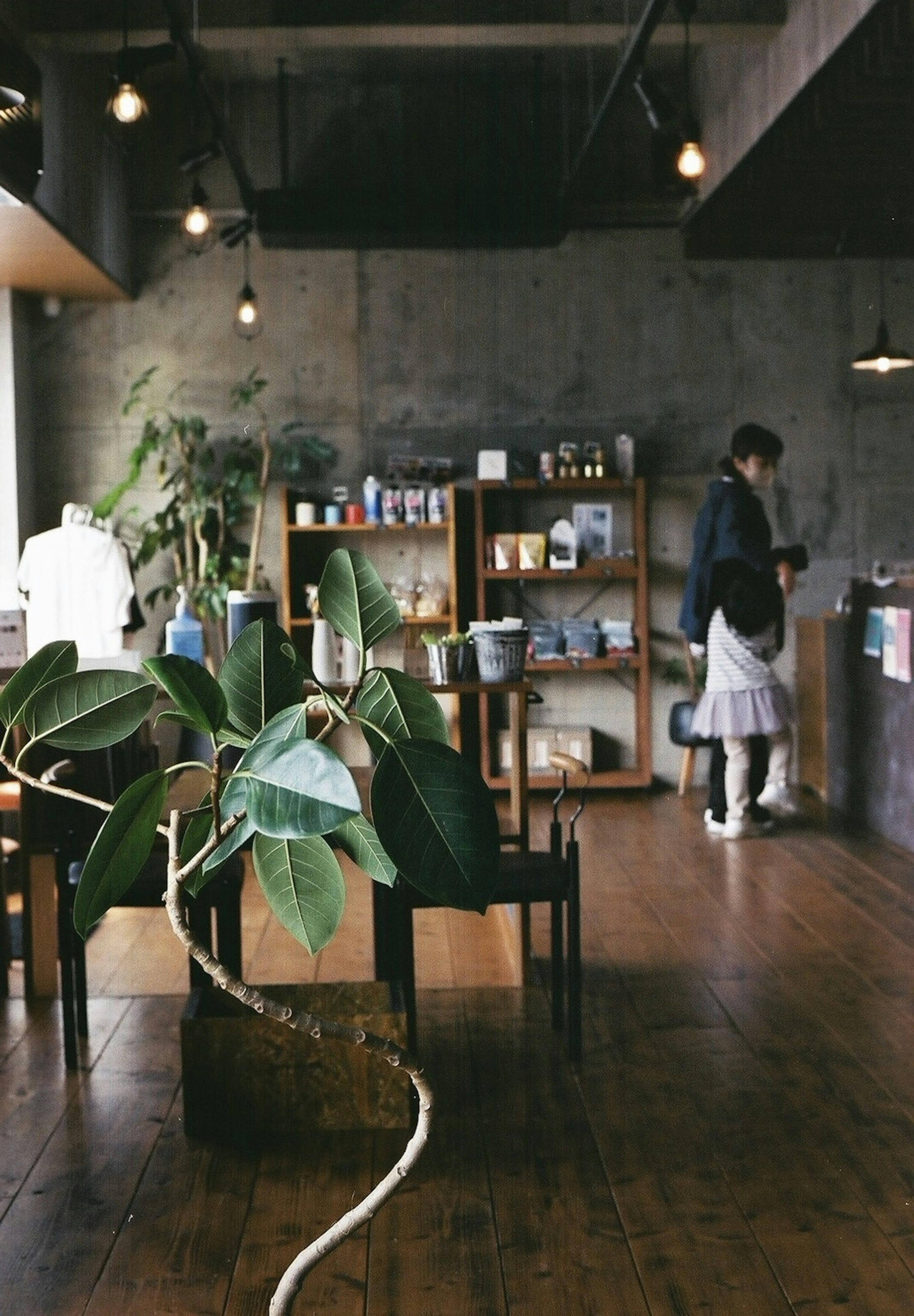 Intérieur d'un café avec des sols en bois, des plantes, des étagères et un client au comptoir