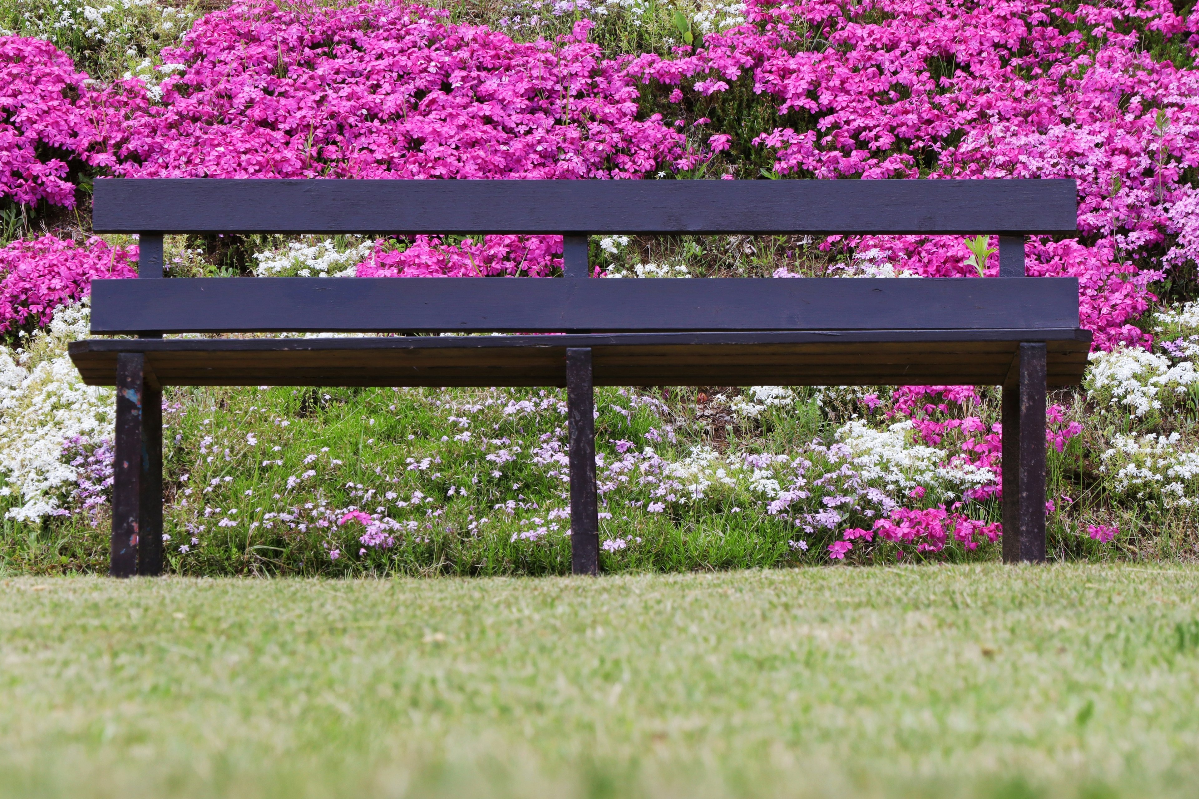 Black bench in front of colorful flowering plants