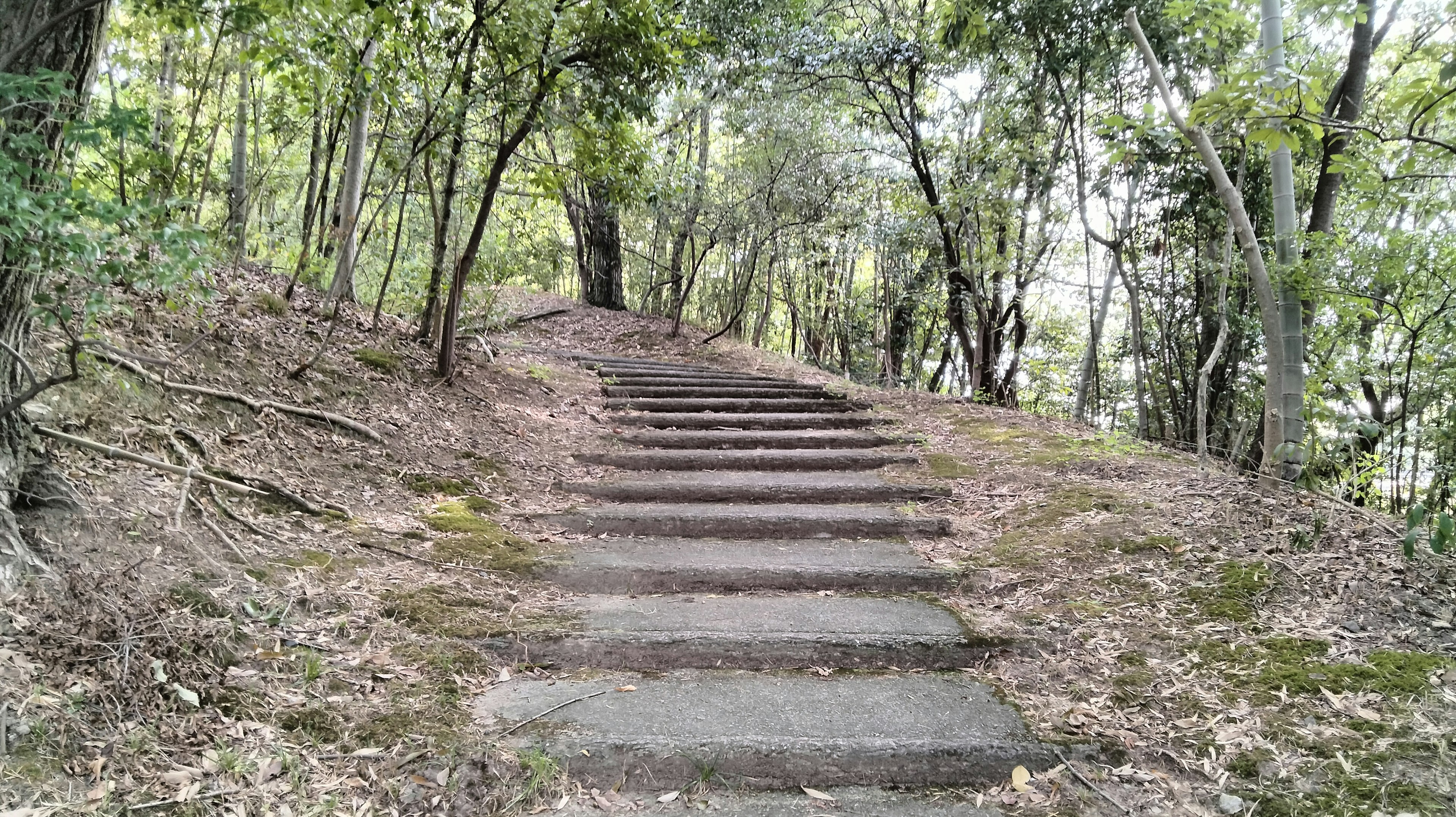 Steinige Treppen, die durch einen üppigen Wald führen