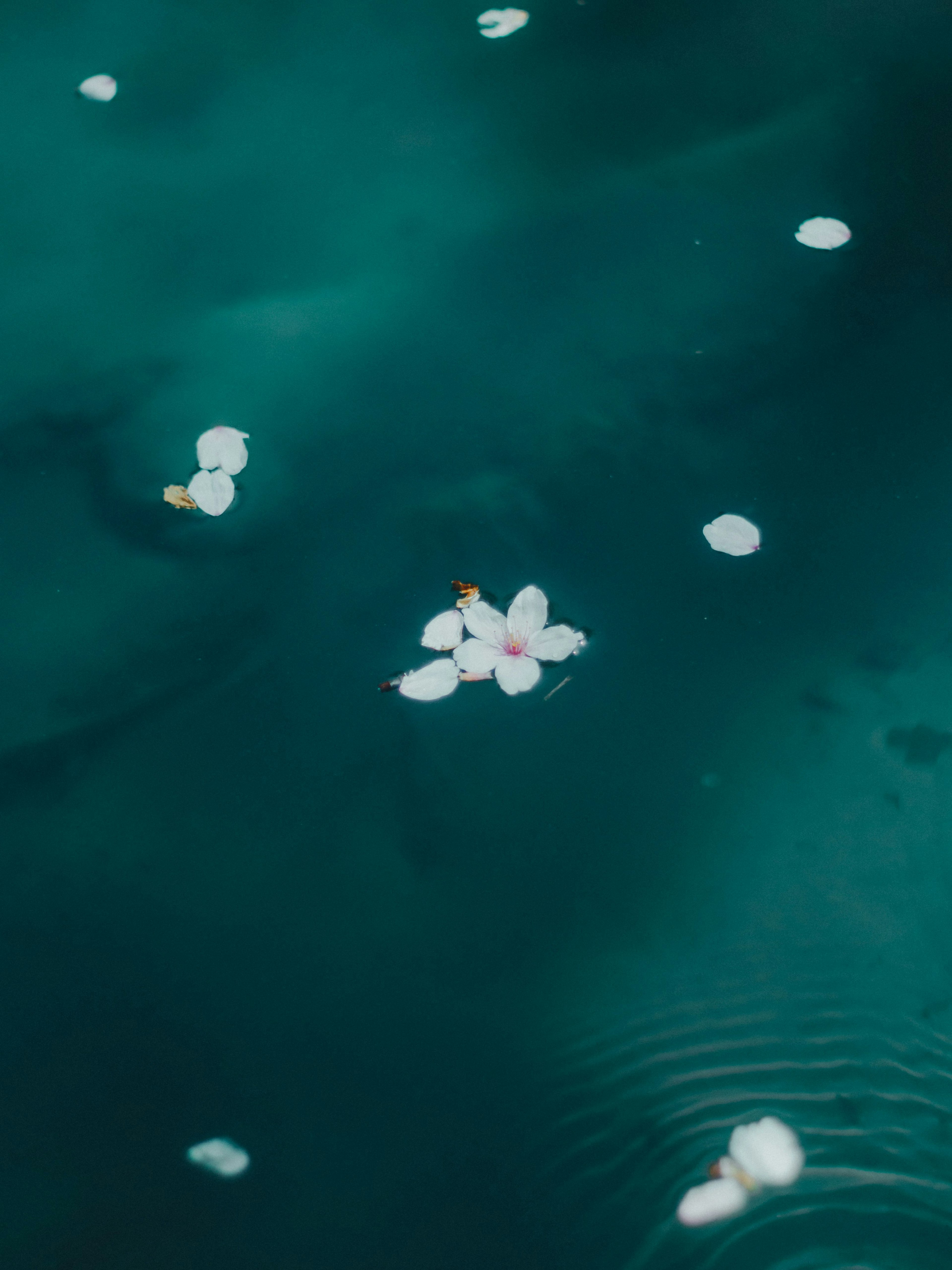 Pétales de cerisier flottant sur une surface d'eau turquoise