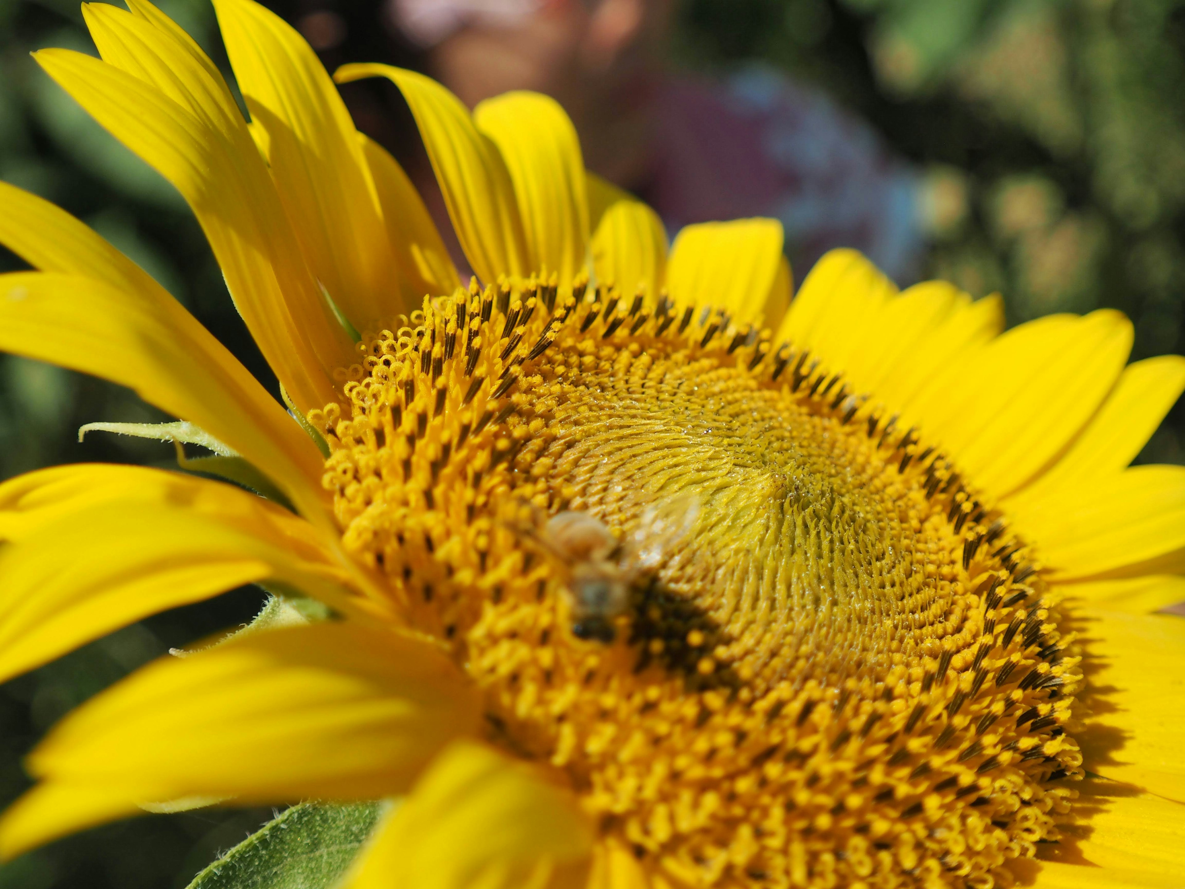 Girasol amarillo brillante con una pequeña abeja en el centro