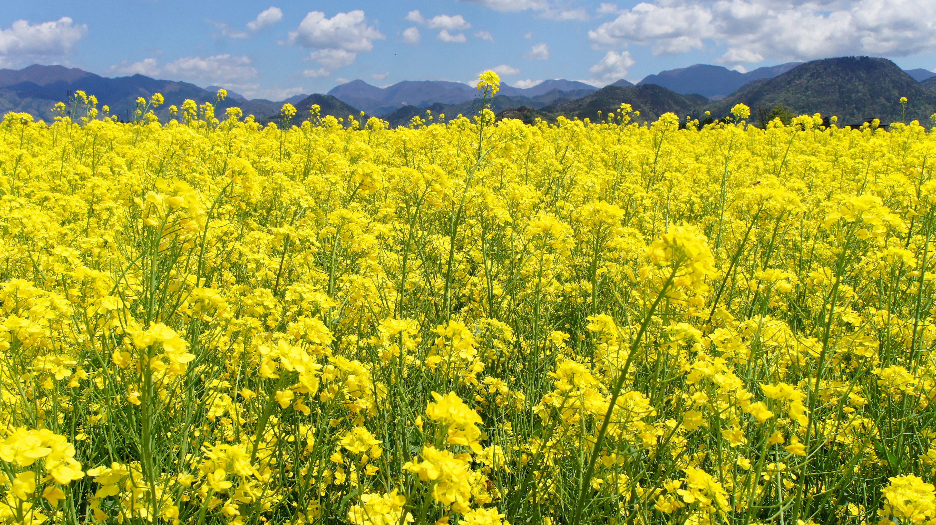 Amplio campo de flores de colza amarillas bajo un cielo azul