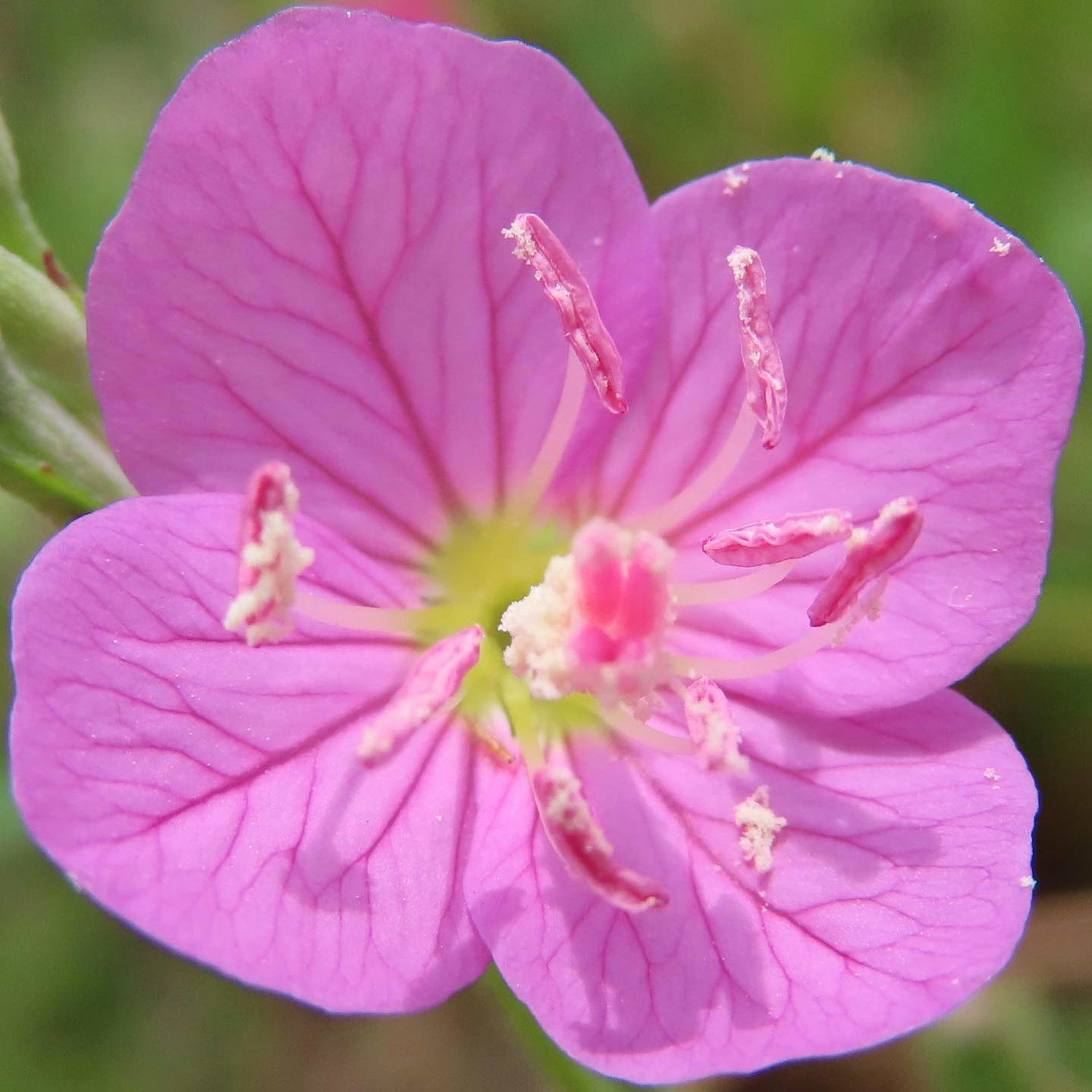 Close-up bunga dengan kelopak pink cerah