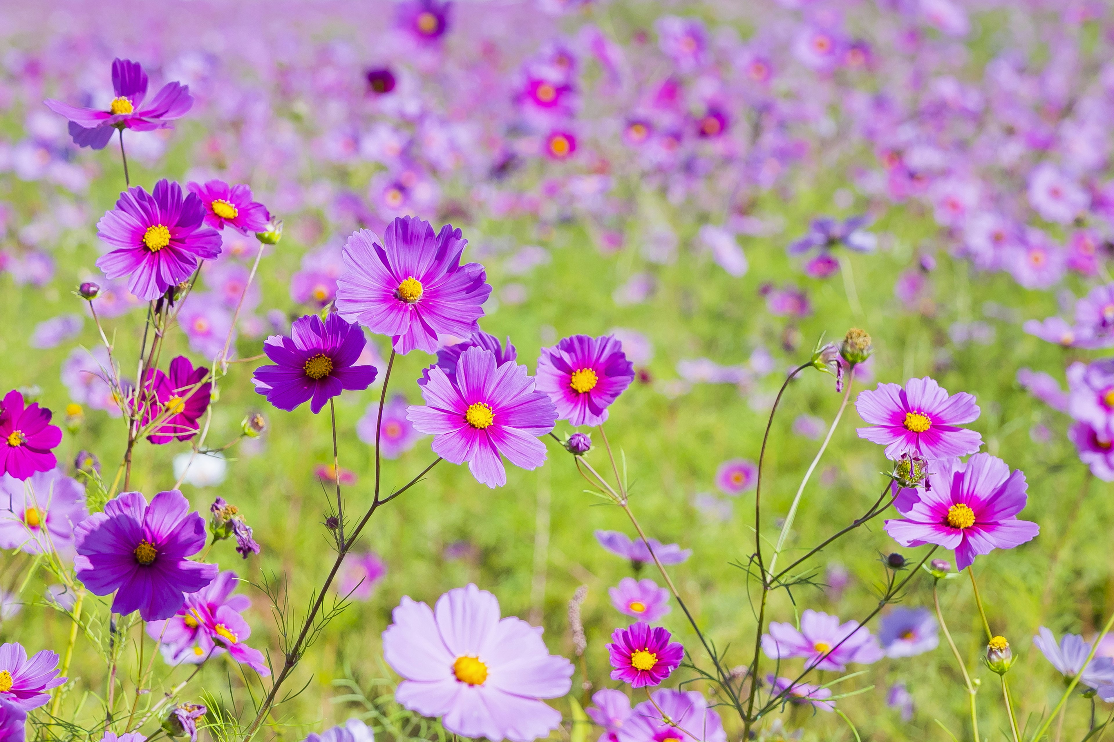 Campo vibrante di fiori viola con centri gialli sotto cieli sereni