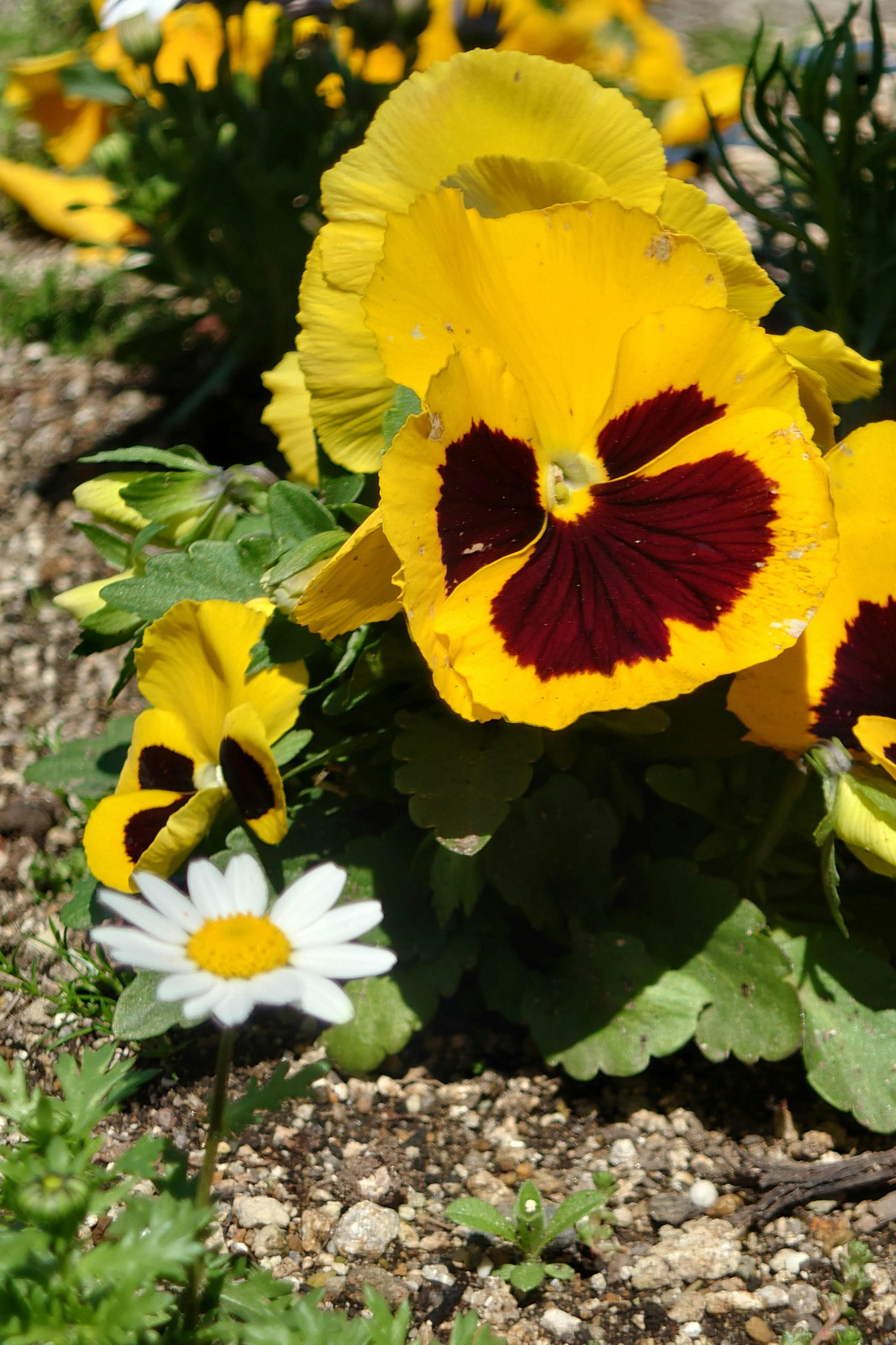 Vibrant yellow pansies and a white daisy blooming in a flower bed