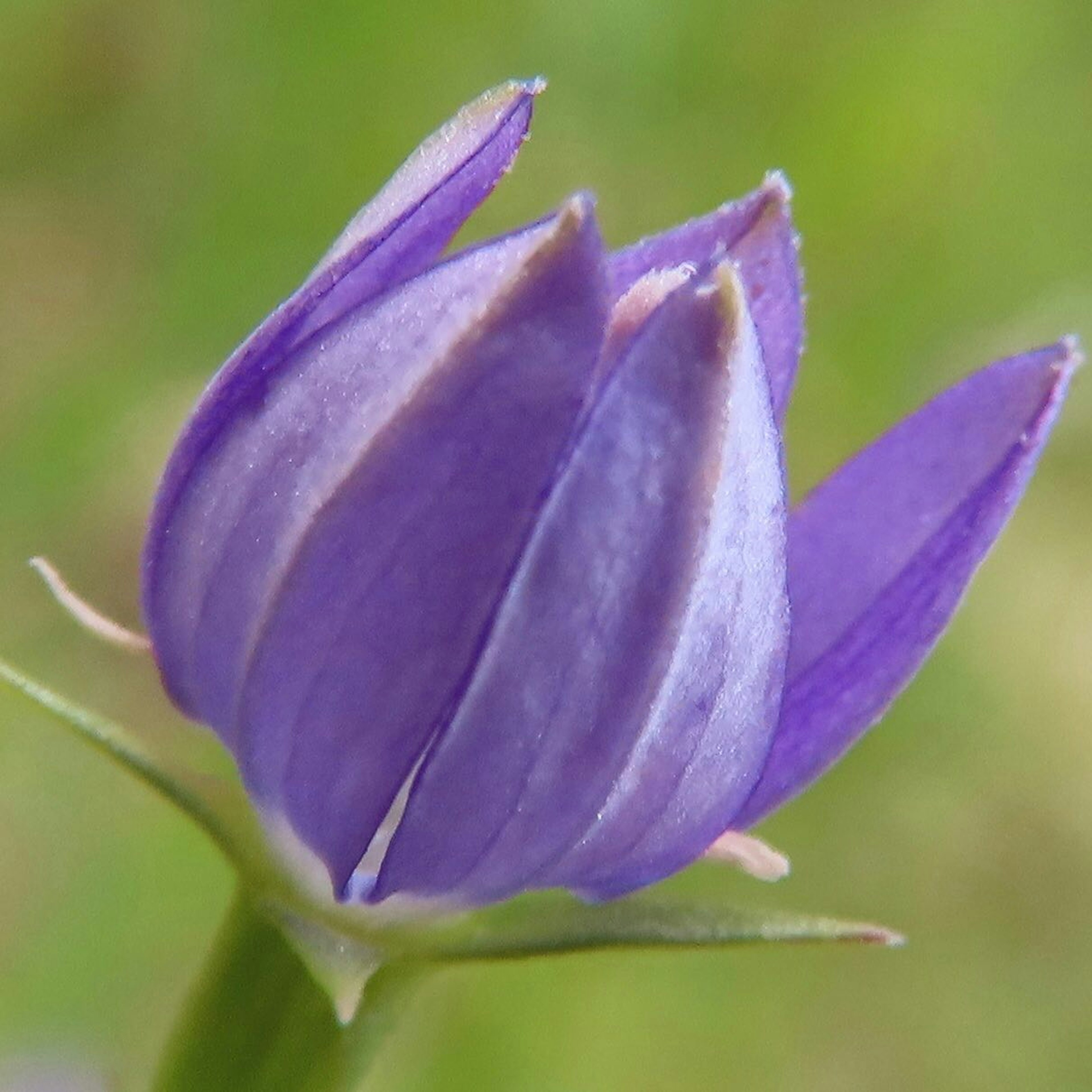 Primo piano di un bocciolo di fiore viola con petali delicati