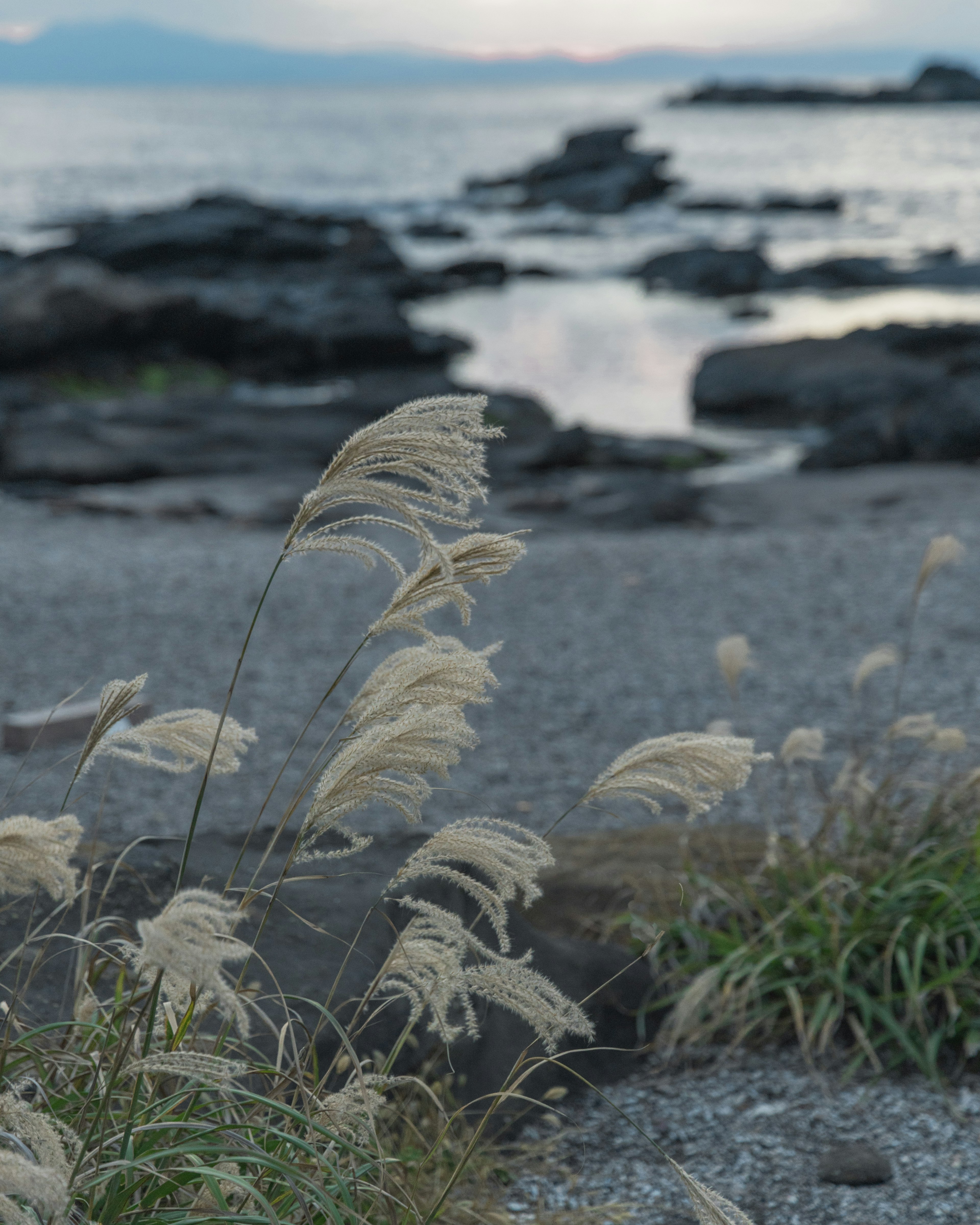 Scène côtière avec des rochers et de l'herbe se balançant doucement près de l'eau