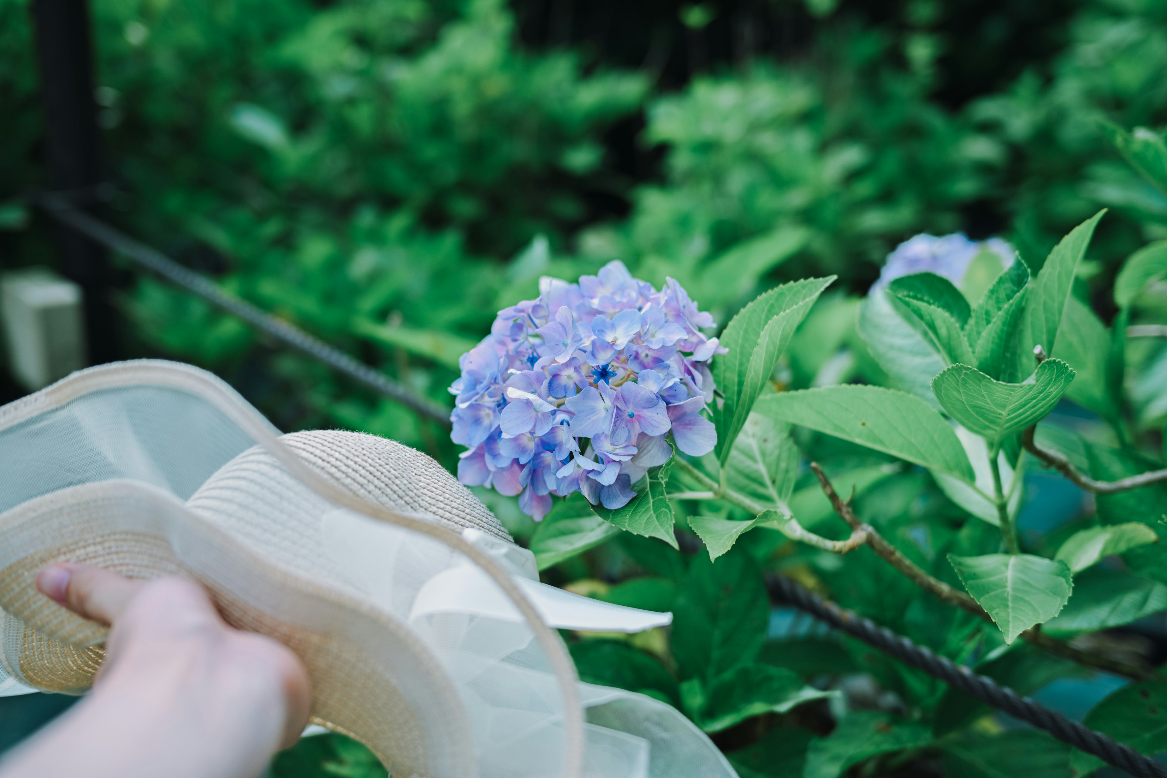 Una mano che tiene un cappello di paglia vicino a un fiore di ortensia blu-viola con uno sfondo verde