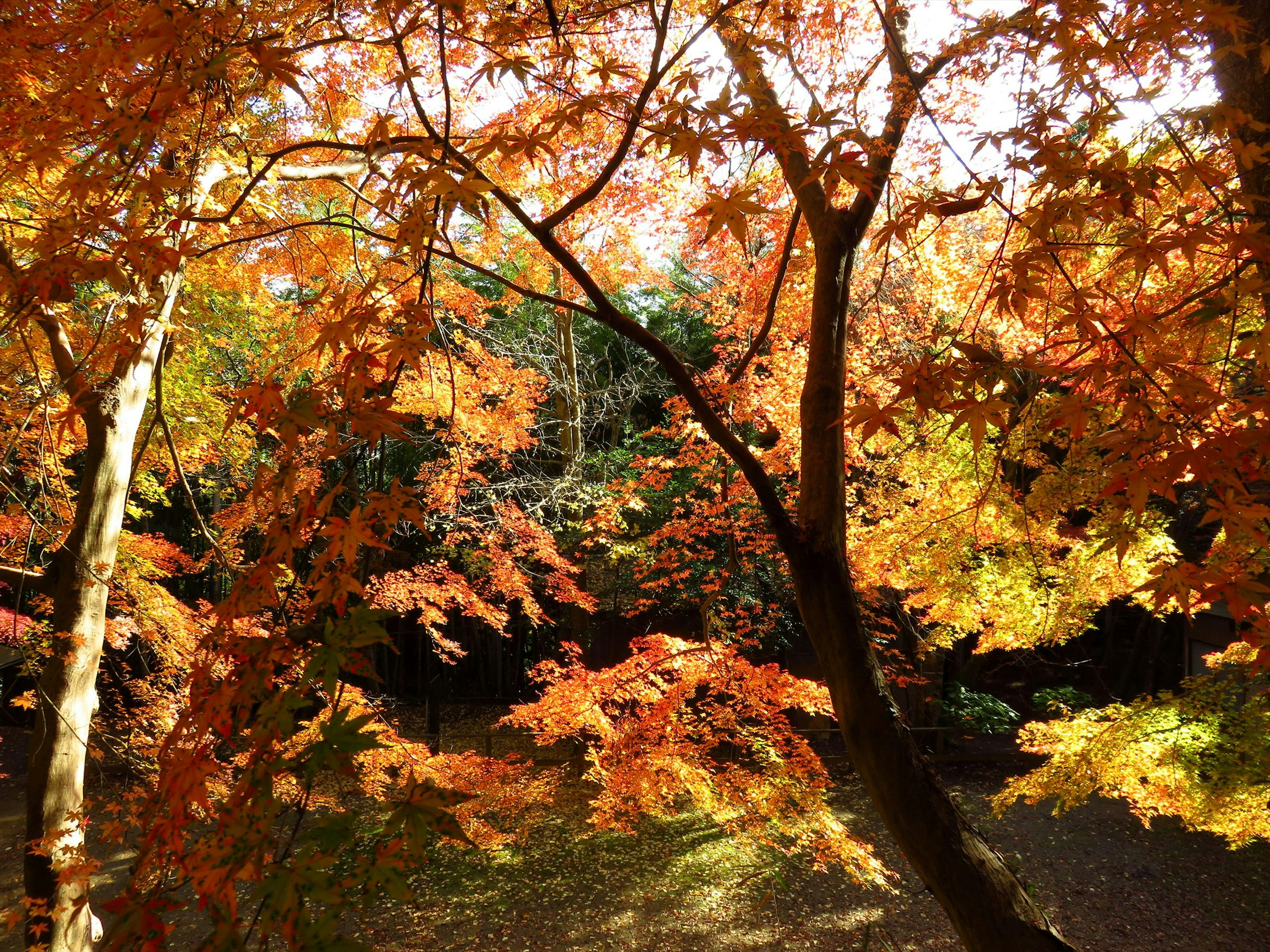 Vista panoramica di un fogliame autunnale vibrante con foglie arancioni e gialle